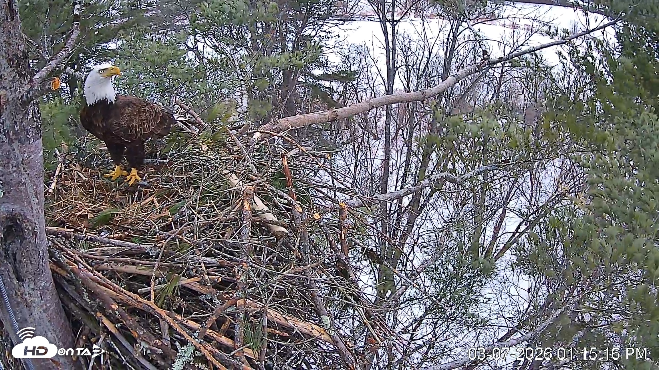 Snapshot of VINS Bald Eagles Nest Live Cams taken Mar 7, 2026, 1:16pm EST