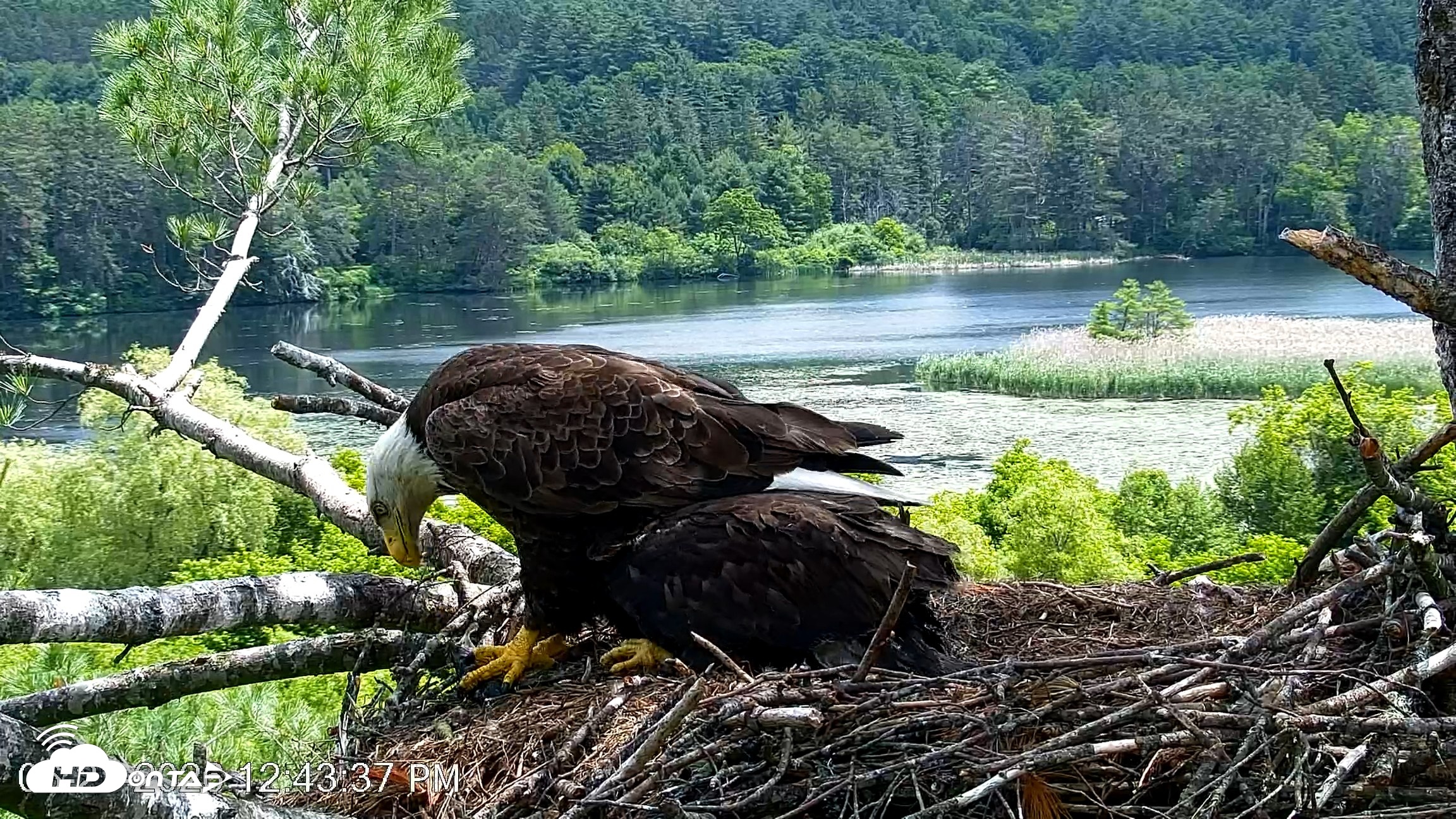 Snapshot of VINS Bald Eagles Nest Live Cams taken Jun 21, 2026, 12:44pm EDT