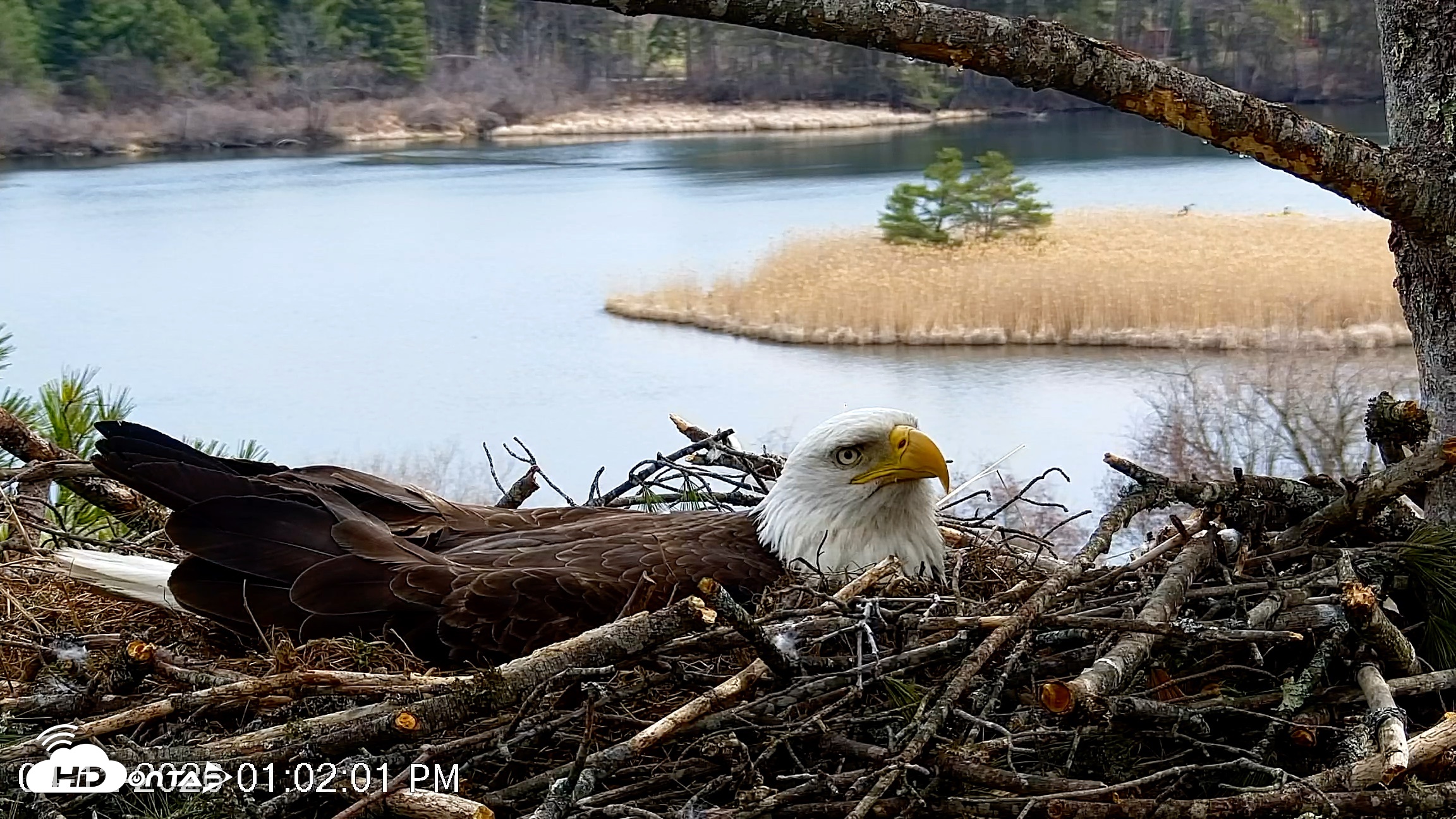 Snapshot of VINS Bald Eagles Nest Live Cams taken Apr 12, 2026, 1:02pm EDT