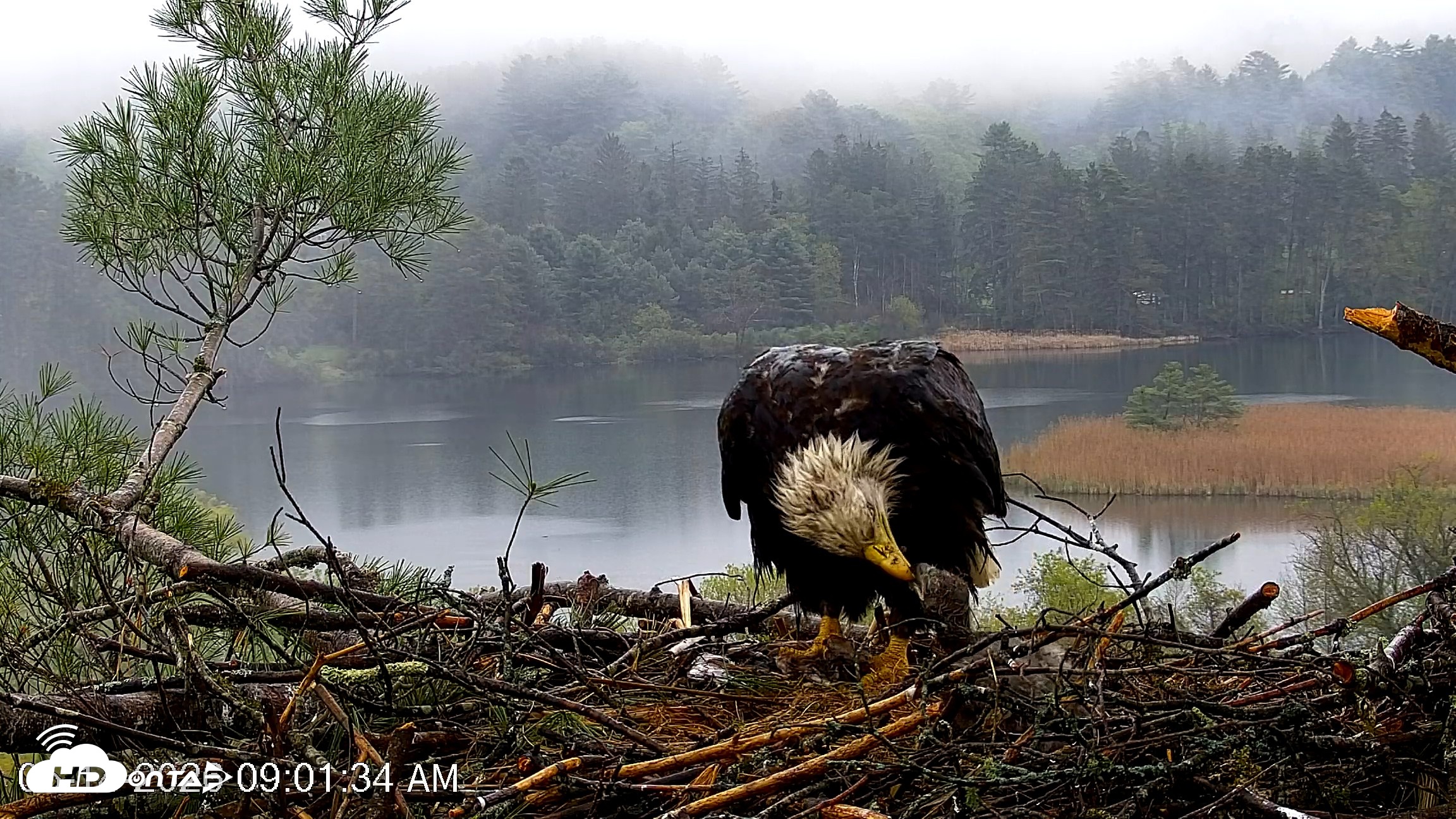 Snapshot of VINS Bald Eagles Nest Live Cams taken May 14, 2026, 9:02am EDT