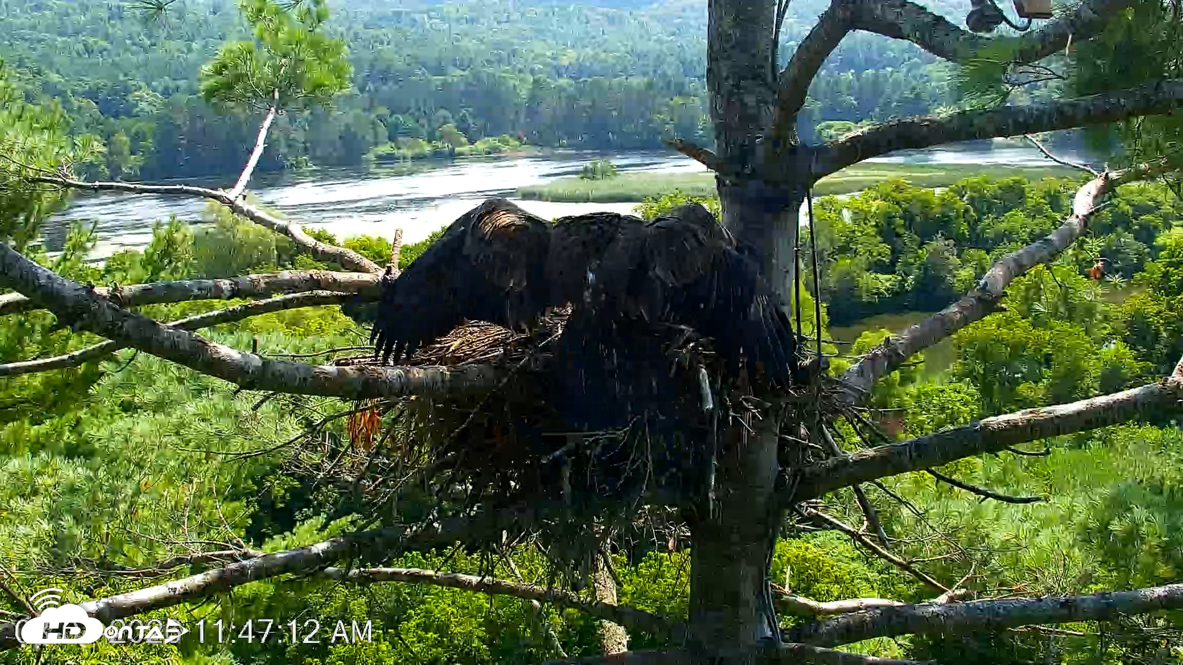 Snapshot of VINS Bald Eagles Nest Live Cams taken Aug 7, 2026, 11:48am EDT