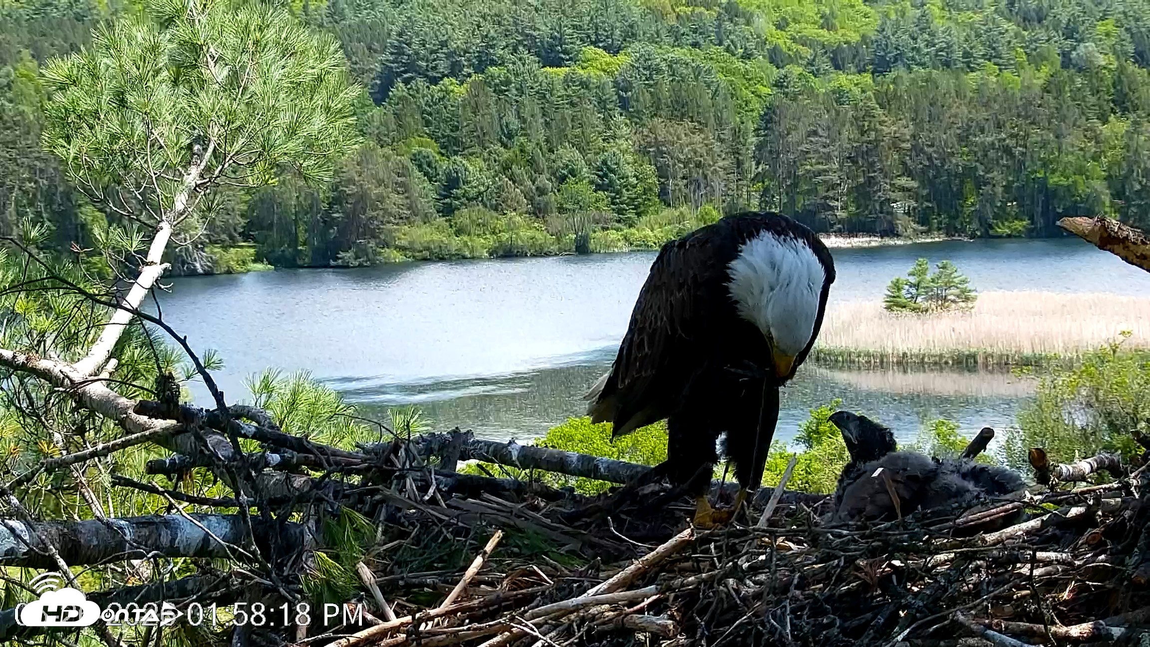 Snapshot of VINS Bald Eagles Nest Live Cams taken May 26, 2026, 1:59pm EDT