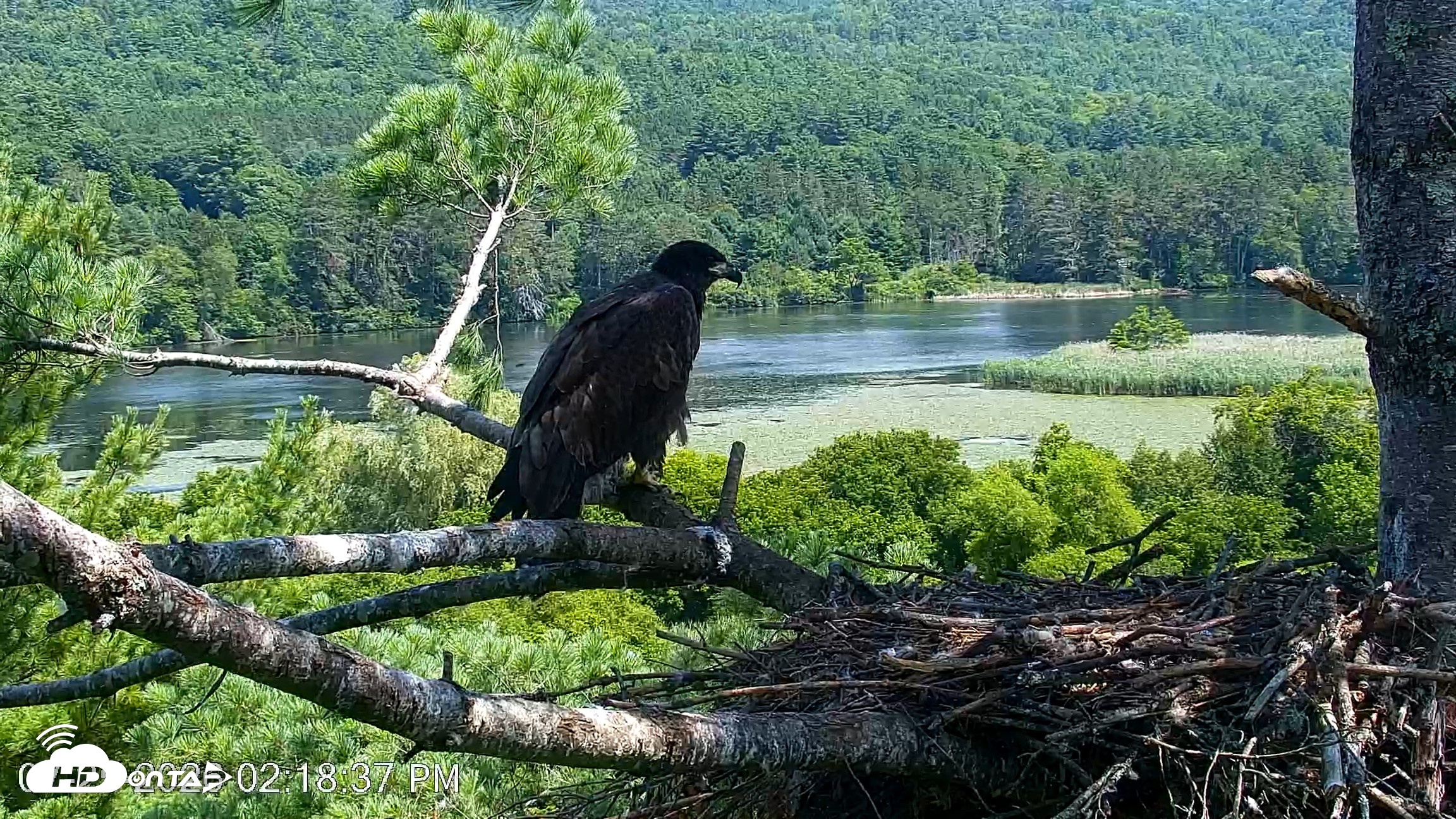 Snapshot of VINS Bald Eagles Nest Live Cams taken Jul 25, 2026, 2:19pm EDT