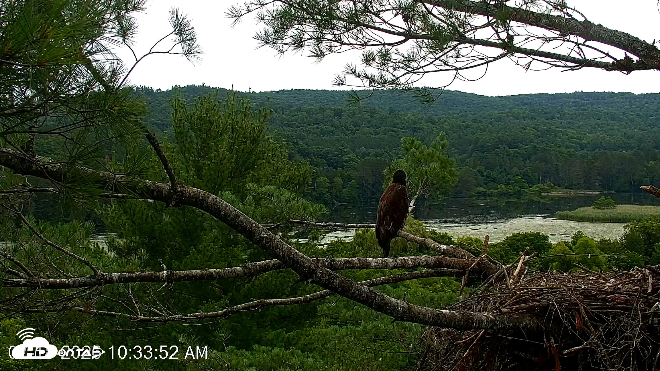 Snapshot of VINS Bald Eagles Nest Live Cams taken Jul 18, 2026, 10:34am EDT