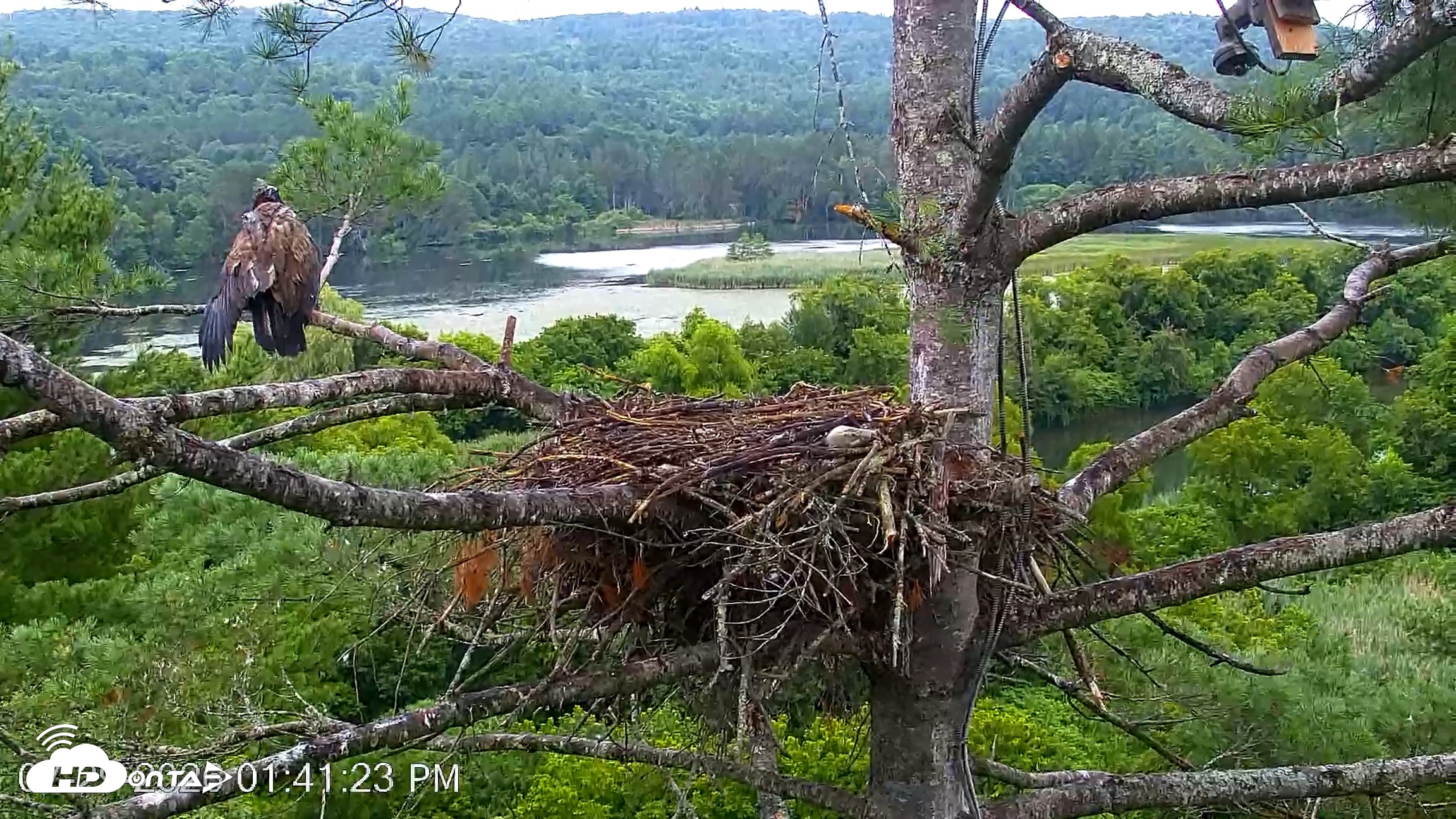 Snapshot of VINS Bald Eagles Nest Live Cams taken Jul 29, 2026, 1:42pm EDT