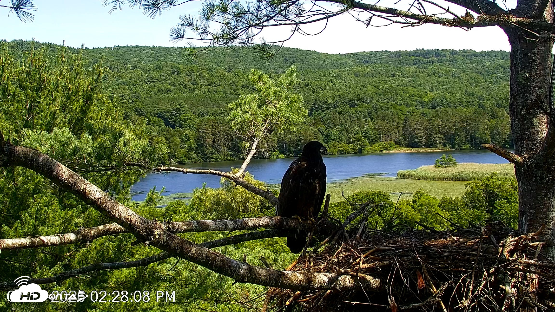 Snapshot of VINS Bald Eagles Nest Live Cams taken Jul 17, 2026, 2:29pm EDT
