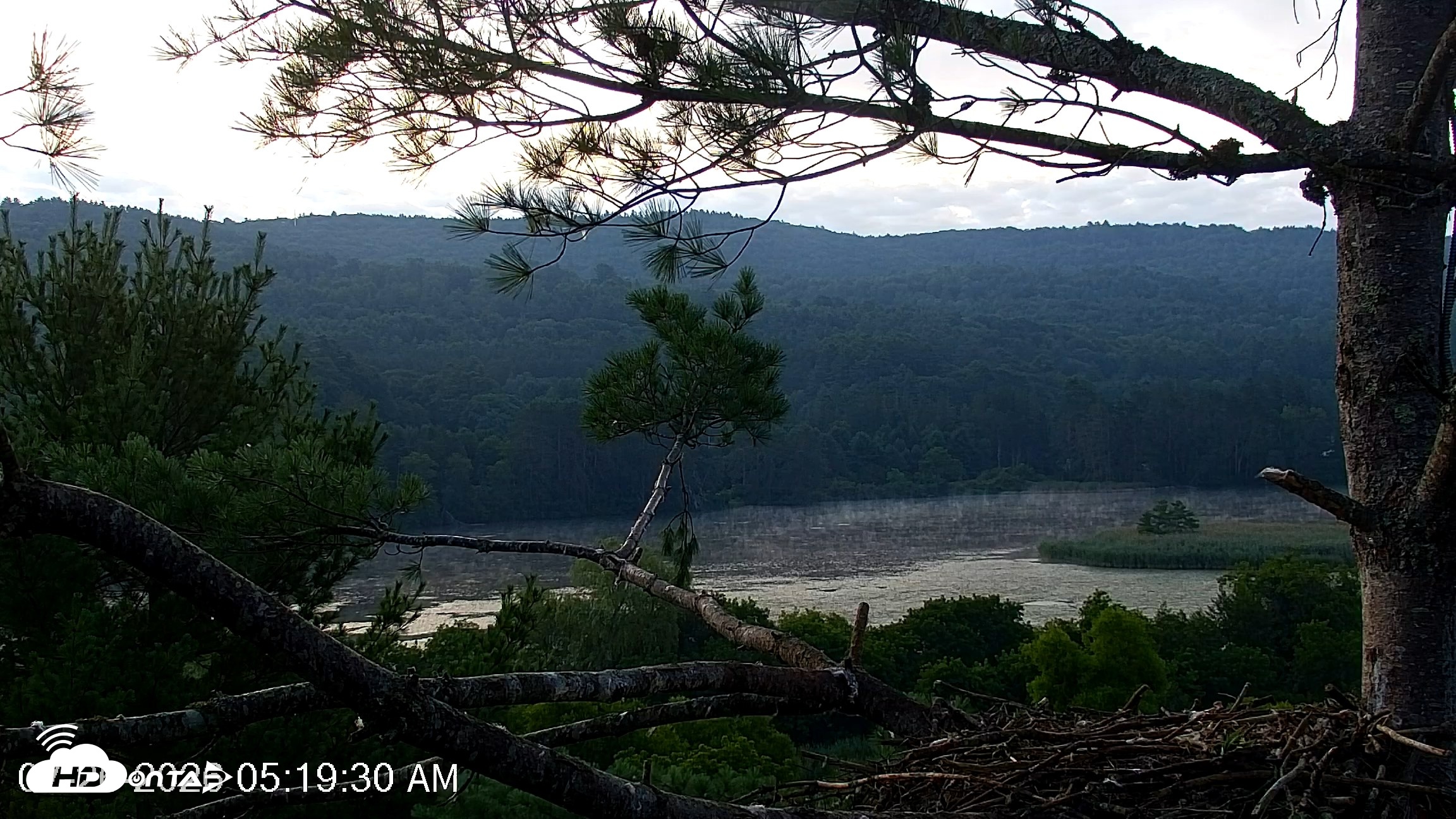Snapshot of VINS Bald Eagles Nest Live Cams taken Jul 26, 2026, 5:20am EDT