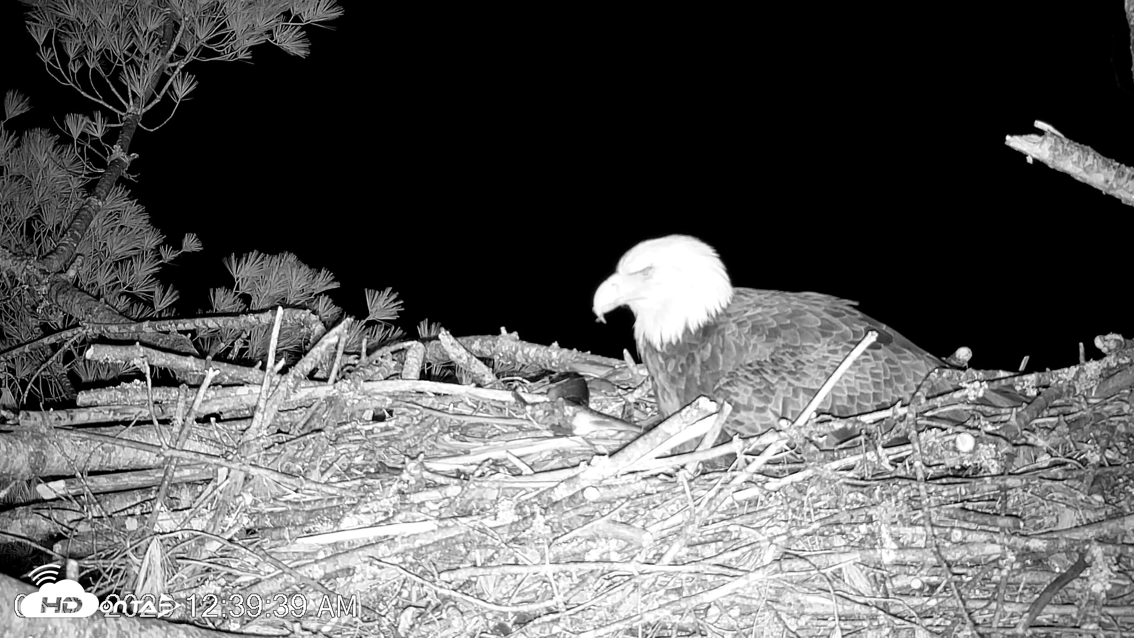 Snapshot of VINS Bald Eagles Nest Live Cams taken May 3, 2026, 12:40am EDT