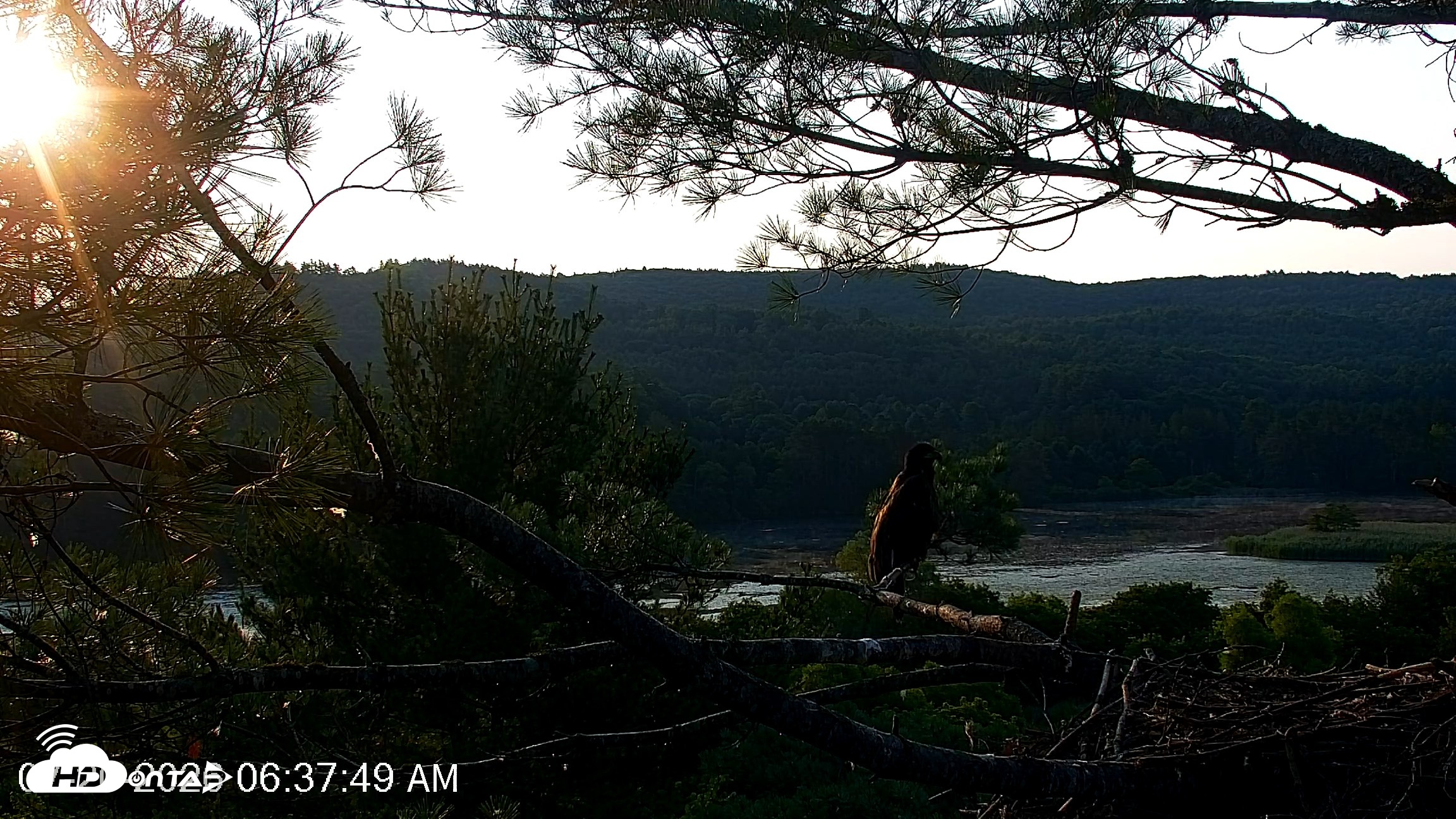 Snapshot of VINS Bald Eagles Nest Live Cams taken Jul 20, 2026, 6:38am EDT