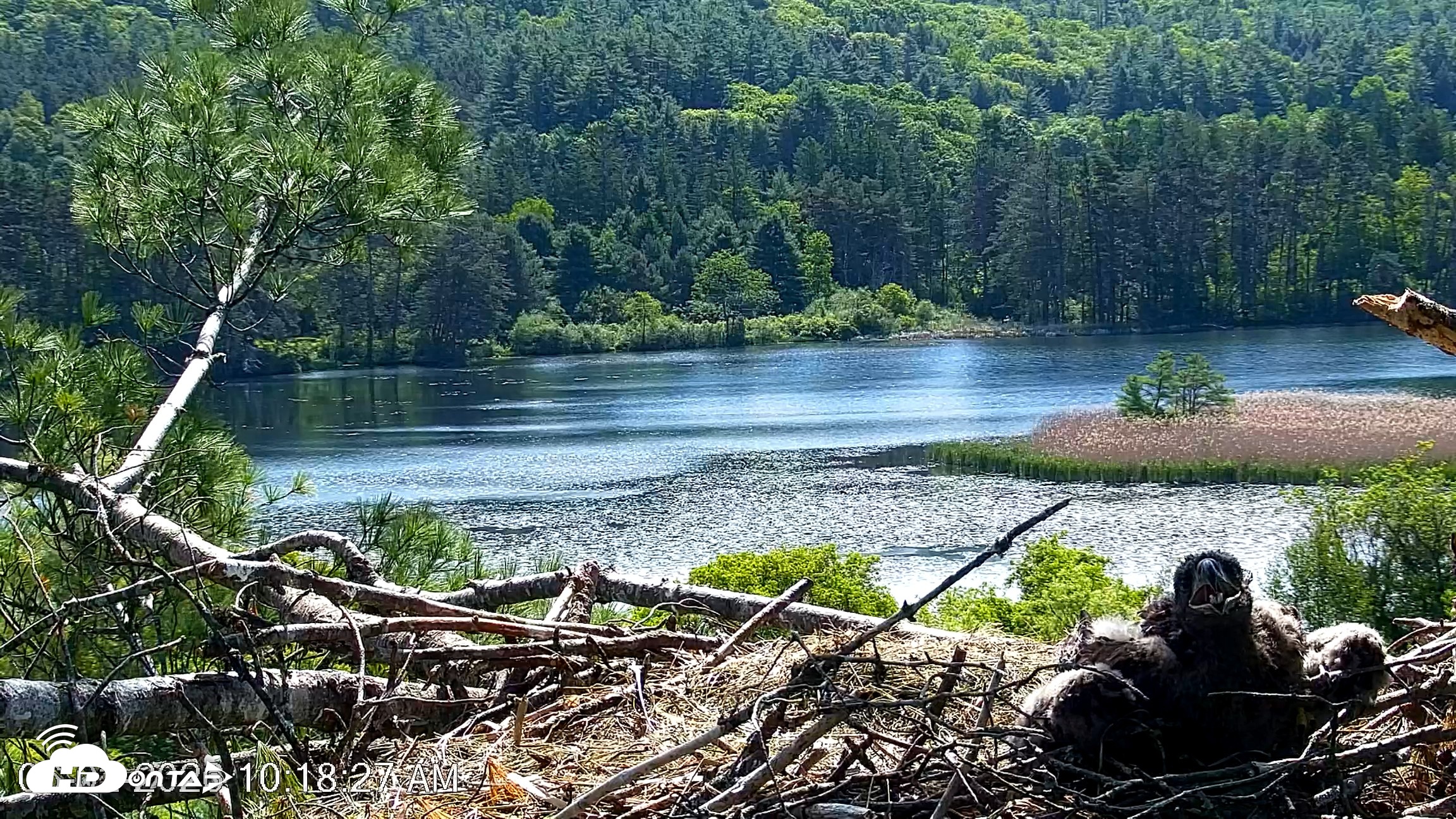Snapshot of VINS Bald Eagles Nest Live Cams taken Jun 2, 2026, 10:19am EDT