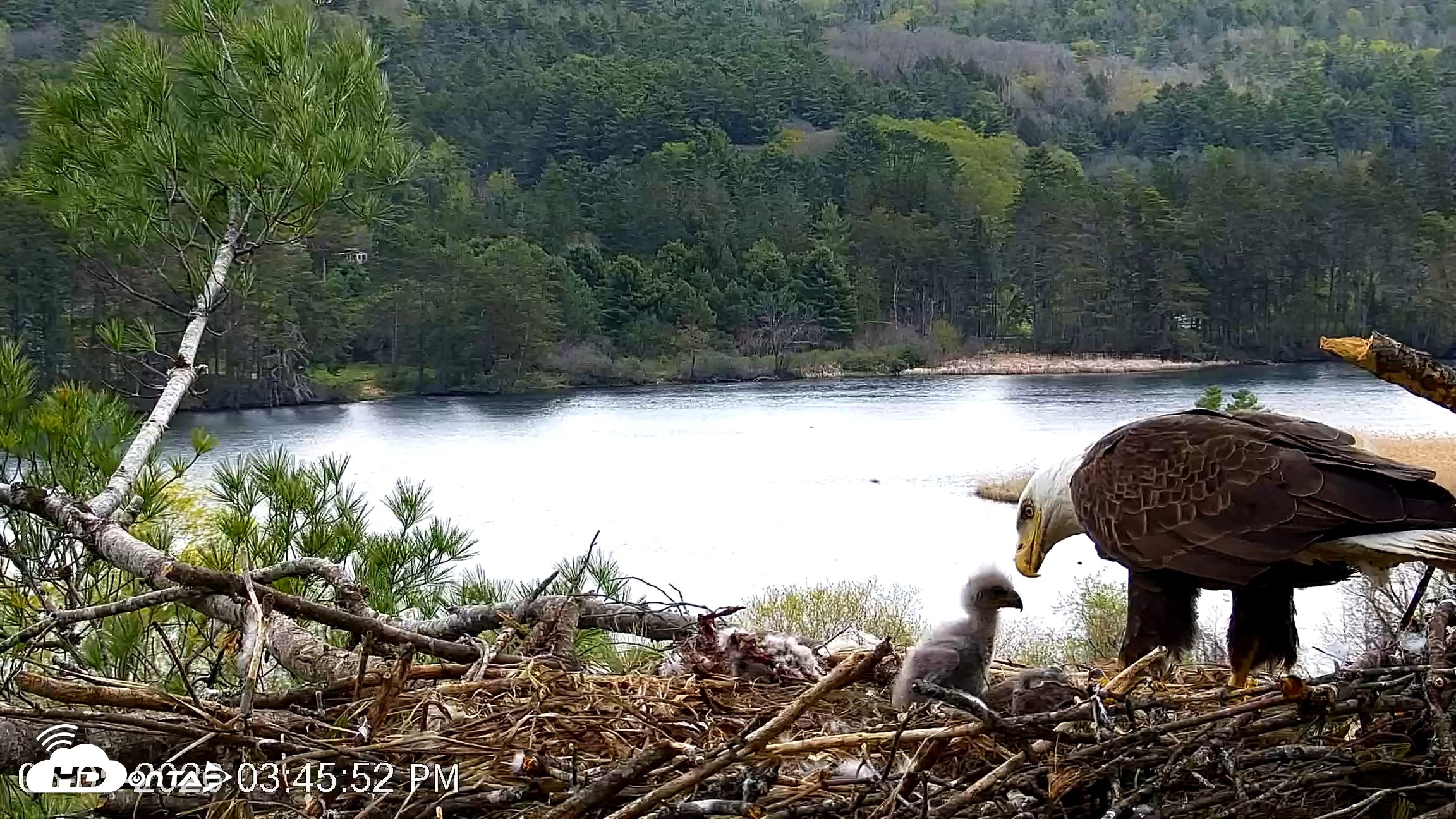 Snapshot of VINS Bald Eagles Nest Live Cams taken May 5, 2026, 3:46pm EDT