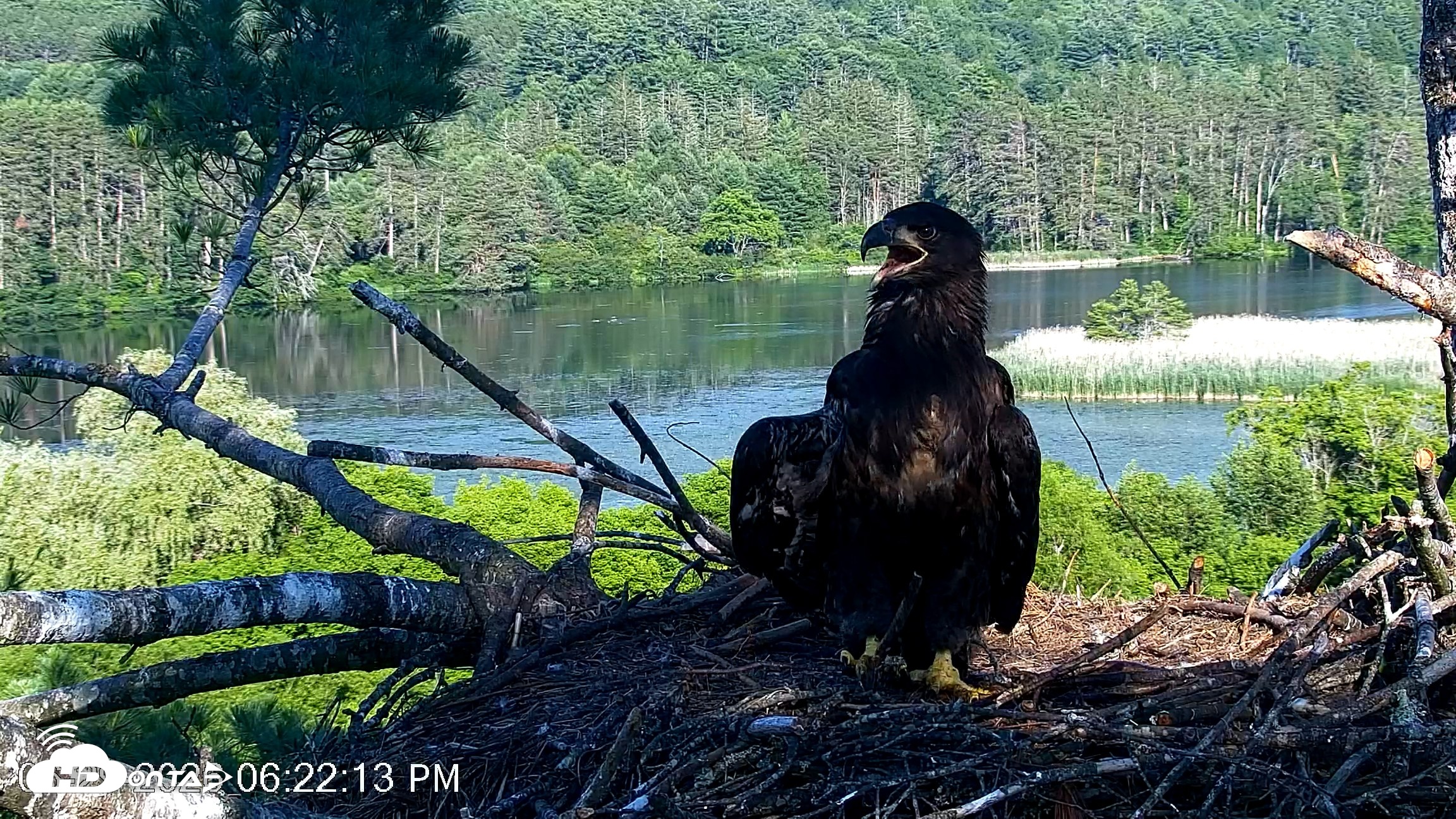 Snapshot of VINS Bald Eagles Nest Live Cams taken Jun 29, 2026, 6:23pm EDT