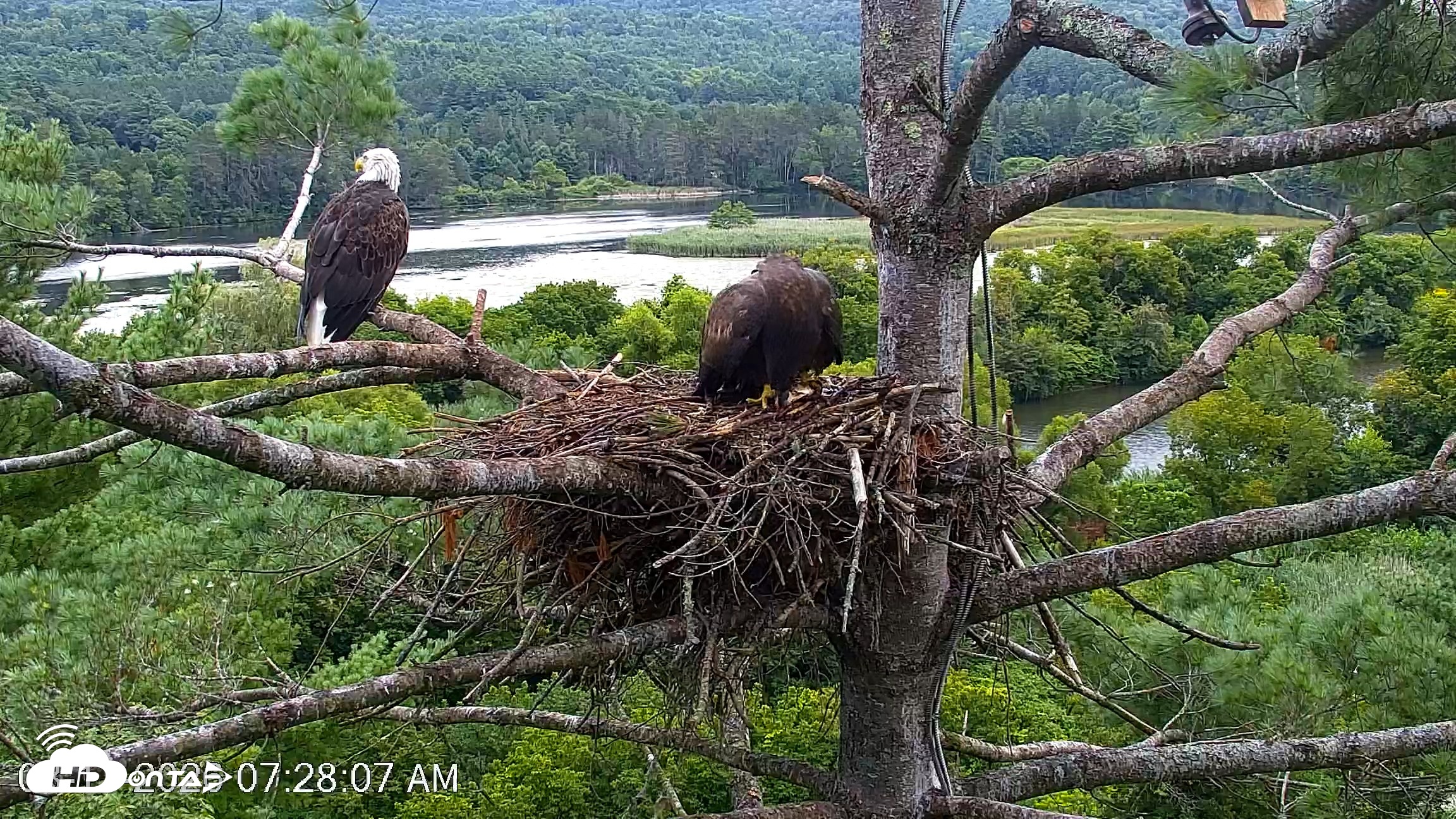 Snapshot of VINS Bald Eagles Nest Live Cams taken Aug 17, 2026, 7:29am EDT