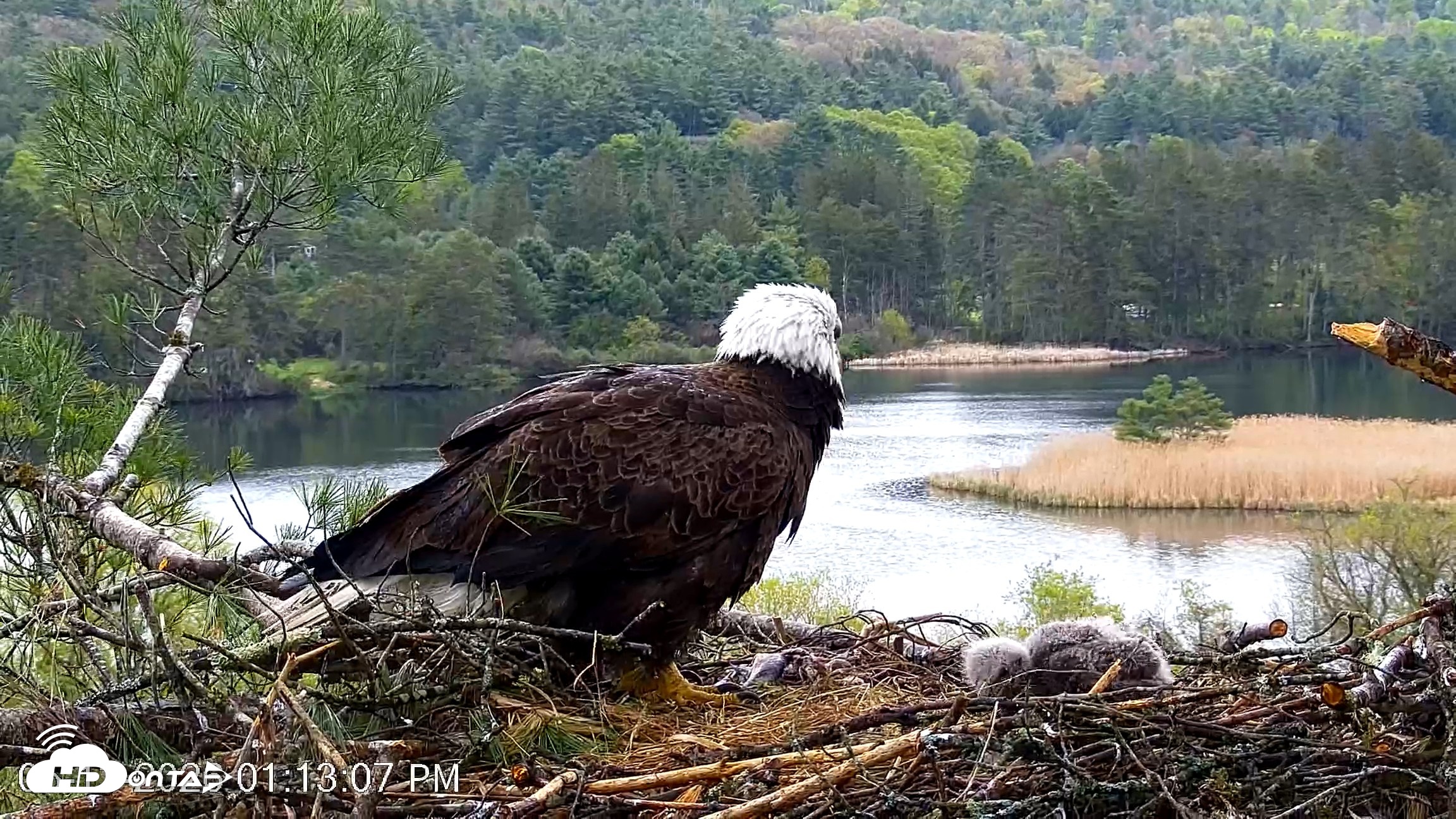 Snapshot of VINS Bald Eagles Nest Live Cams taken May 13, 2026, 1:13pm EDT