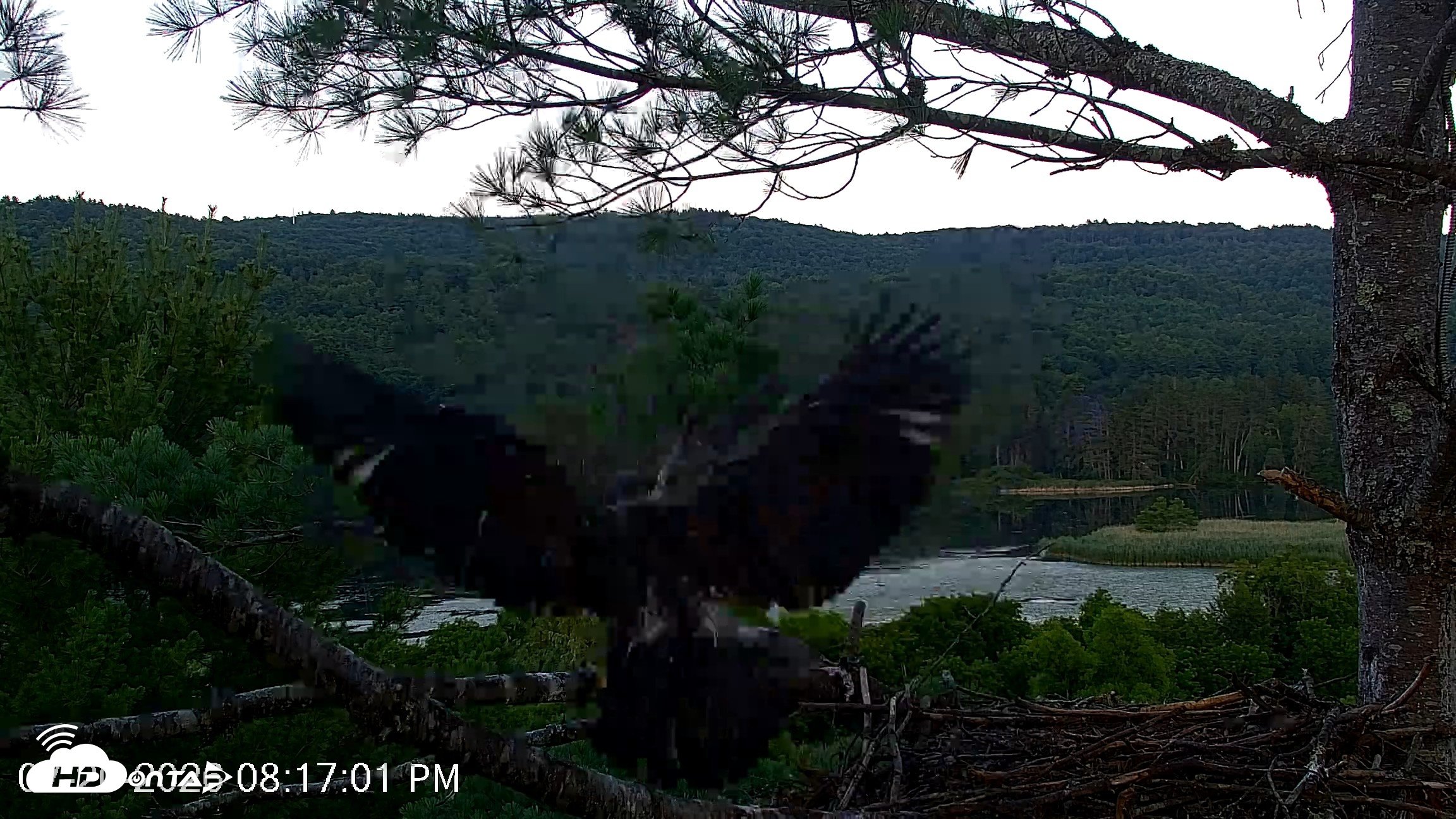 Snapshot of VINS Bald Eagles Nest Live Cams taken Jul 20, 2026, 8:17pm EDT