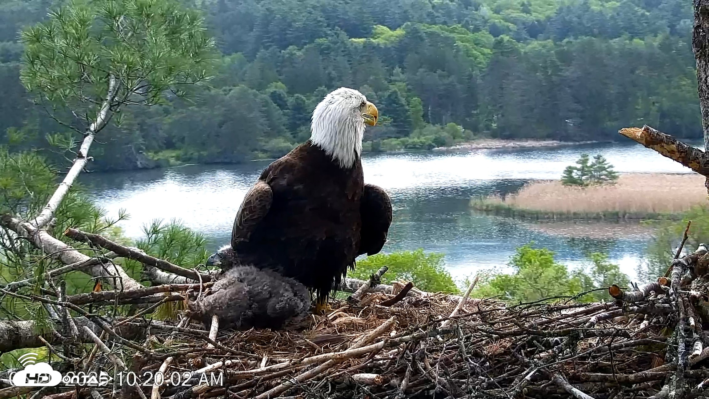 Snapshot of VINS Bald Eagles Nest Live Cams taken May 20, 2026, 10:21am EDT