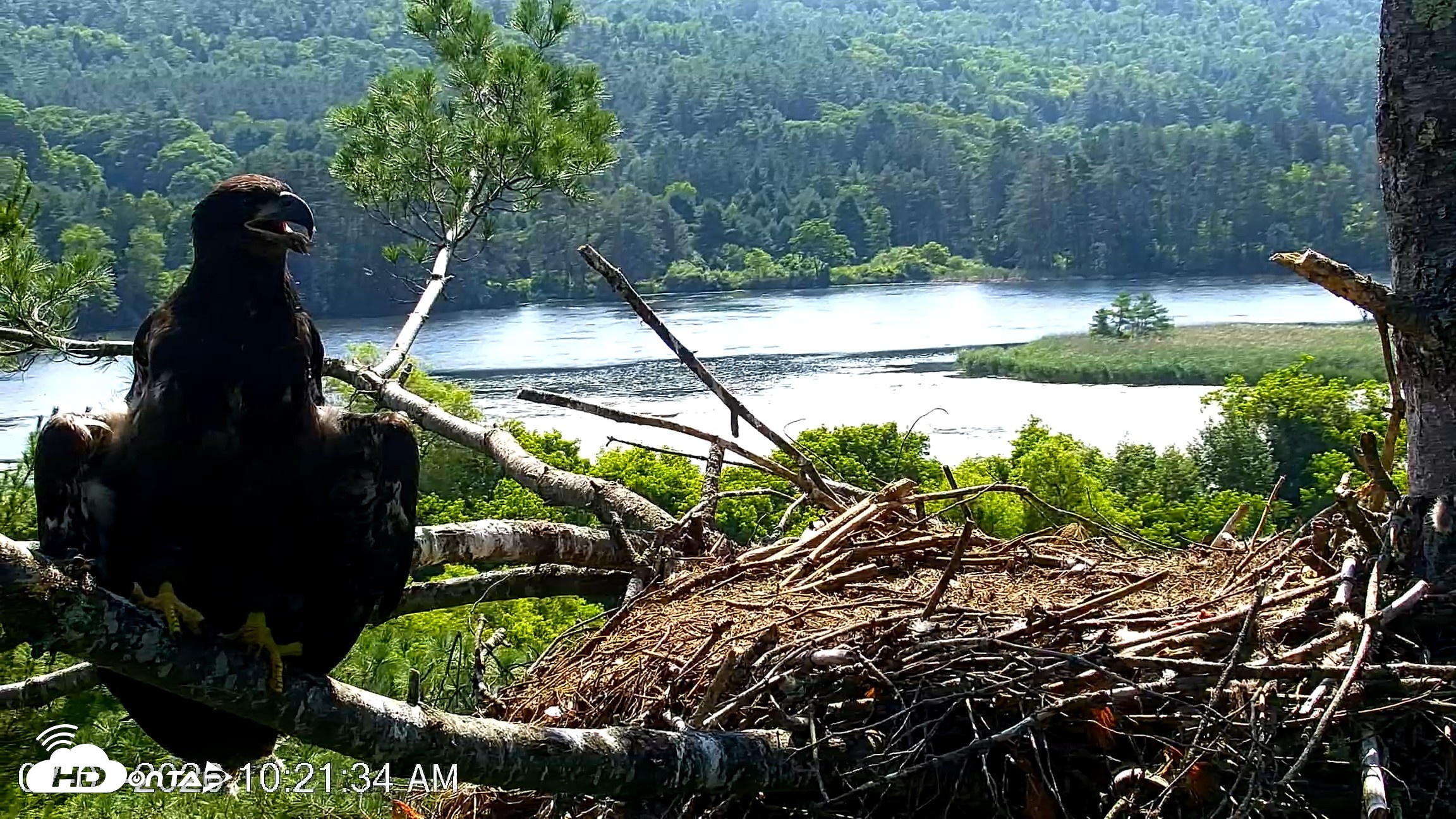 Snapshot of VINS Bald Eagles Nest Live Cams taken Jul 3, 2026, 10:22am EDT