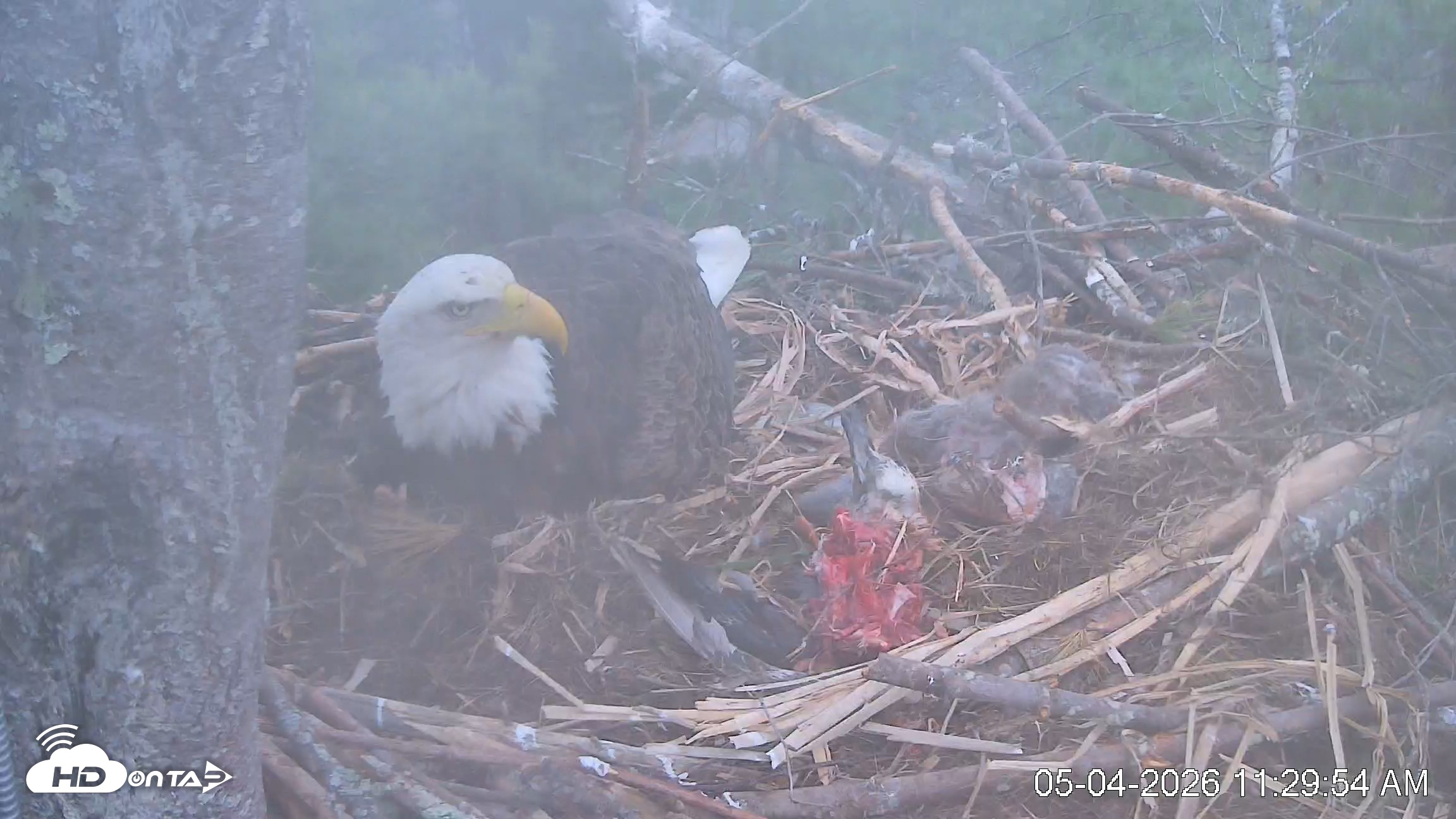 Snapshot of VINS Bald Eagles Nest Live Cams taken May 4, 2026, 11:30am EDT