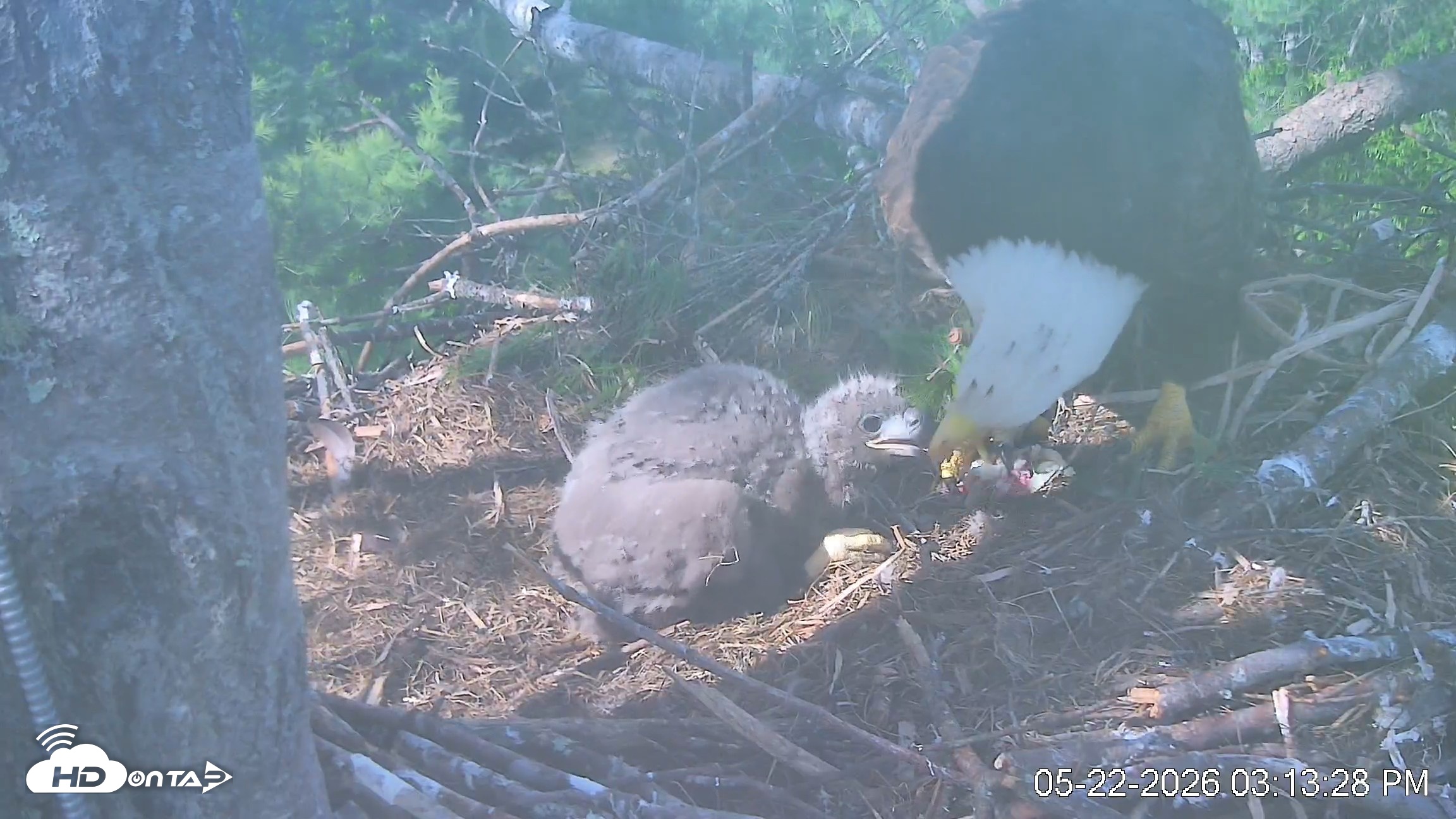 Snapshot of VINS Bald Eagles Nest Live Cams taken May 22, 2026, 3:14pm EDT