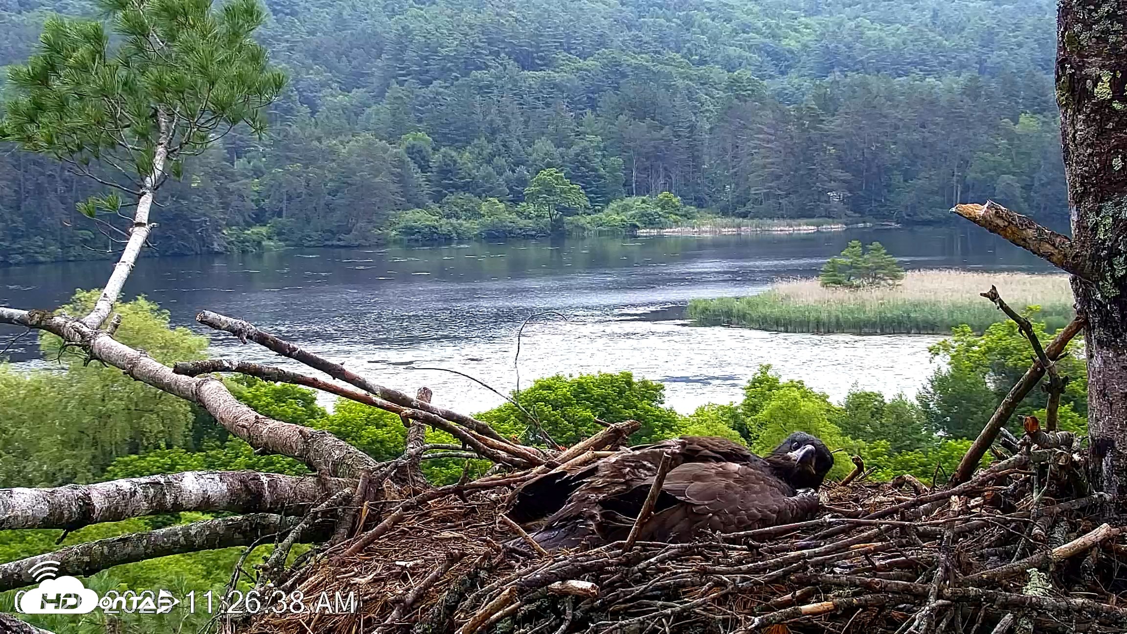 Snapshot of VINS Bald Eagles Nest Live Cams taken Jun 26, 2026, 11:27am EDT