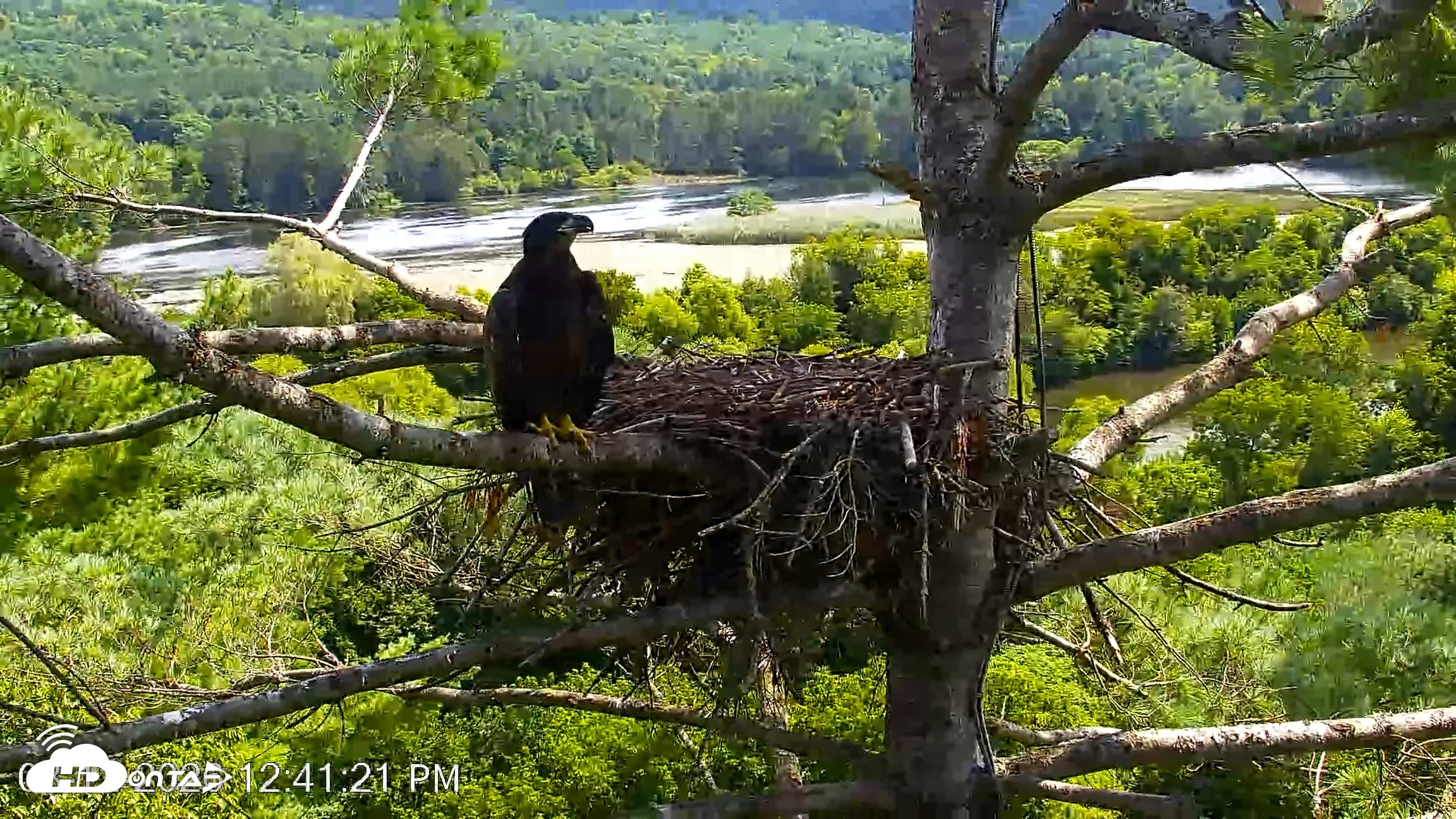 Snapshot of VINS Bald Eagles Nest Live Cams taken Aug 12, 2026, 12:42pm EDT