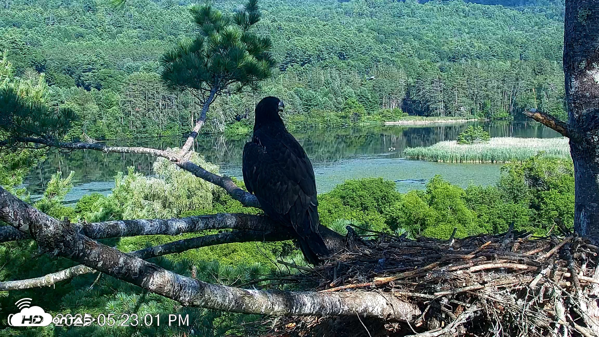 Snapshot of VINS Bald Eagles Nest Live Cams taken Jul 24, 2026, 5:23pm EDT