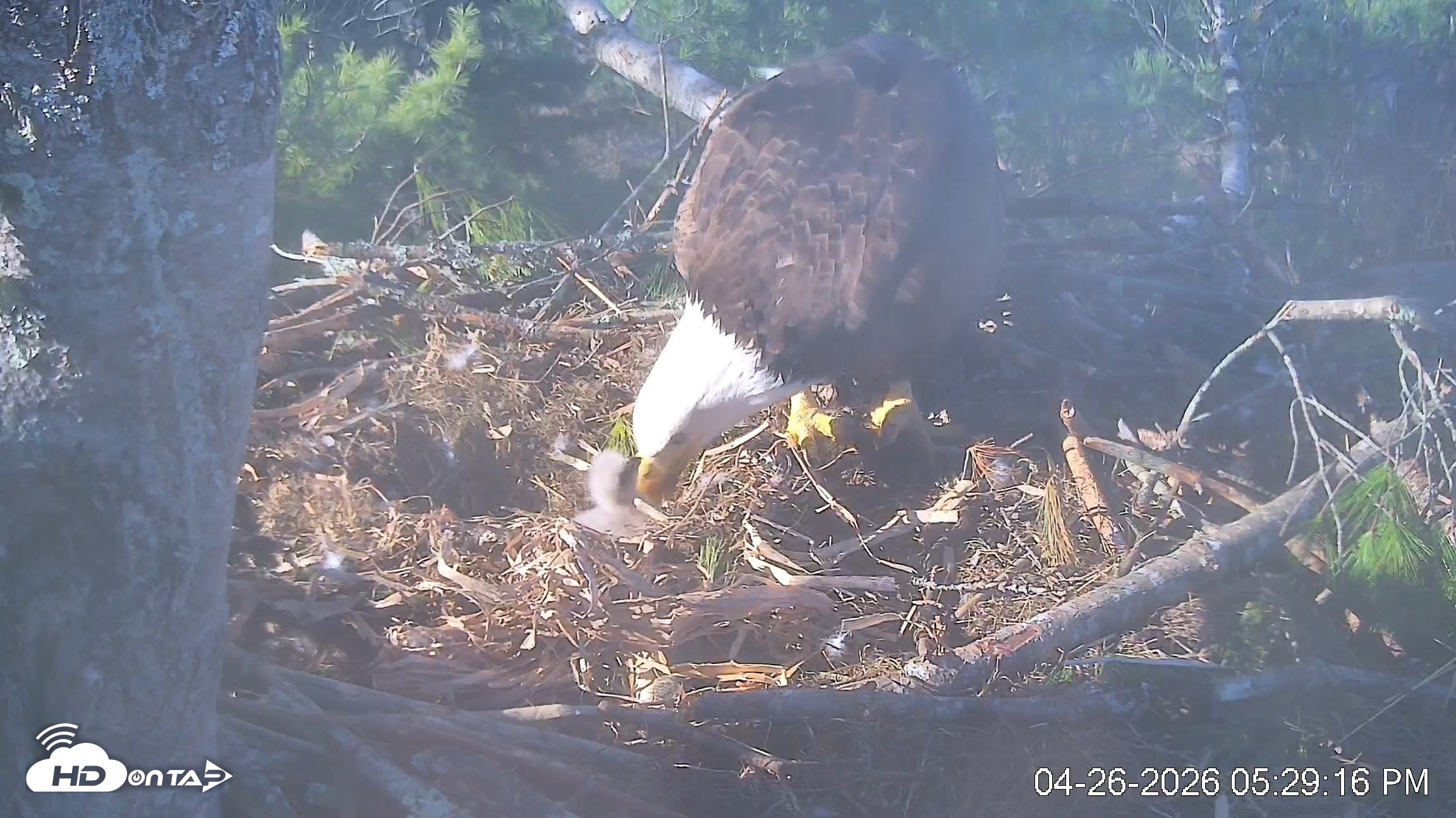 Snapshot of VINS Bald Eagles Nest Live Cams taken Apr 26, 2026, 5:29pm EDT