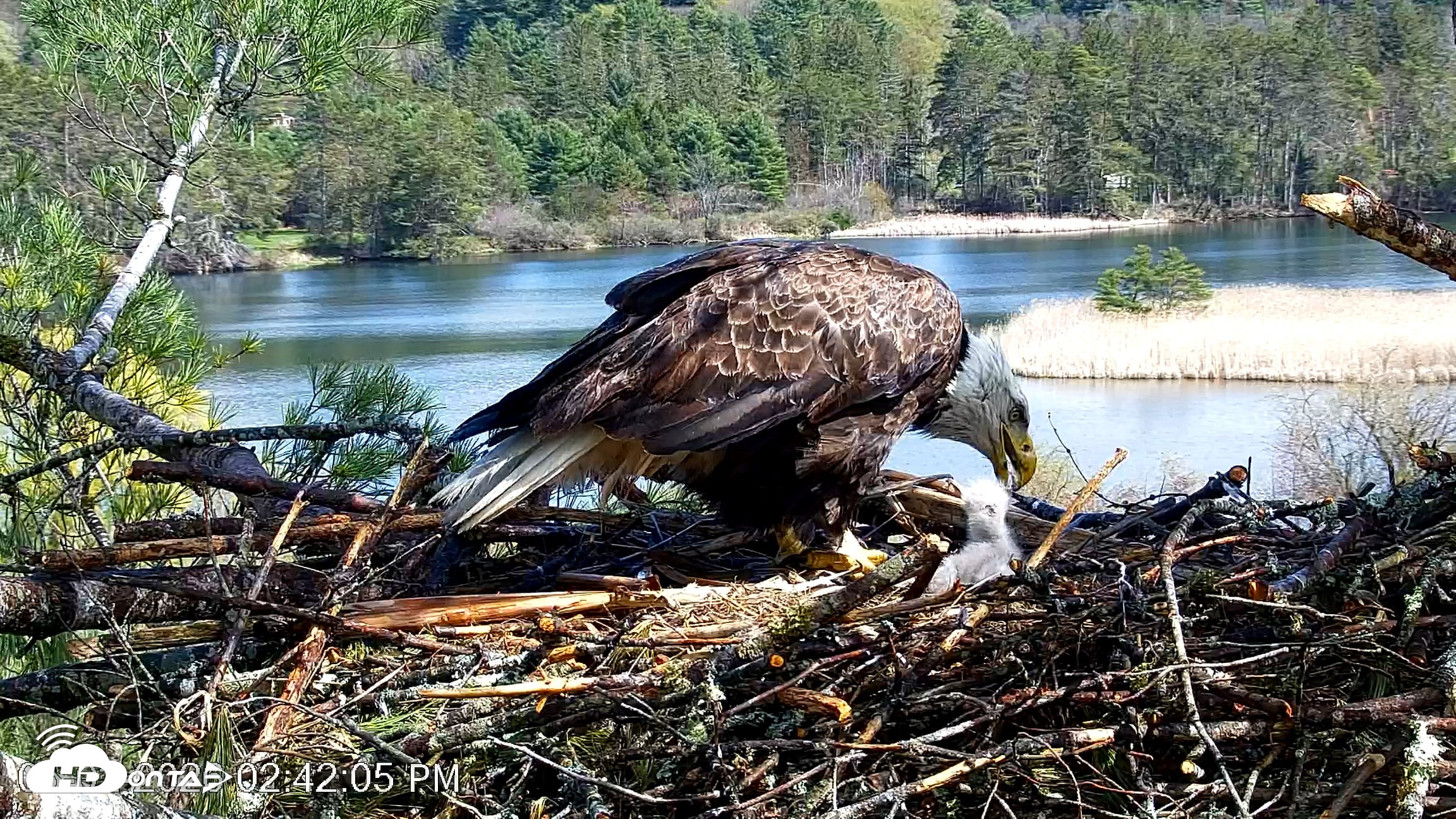 Snapshot of VINS Bald Eagles Nest Live Cams taken May 2, 2026, 2:42pm EDT