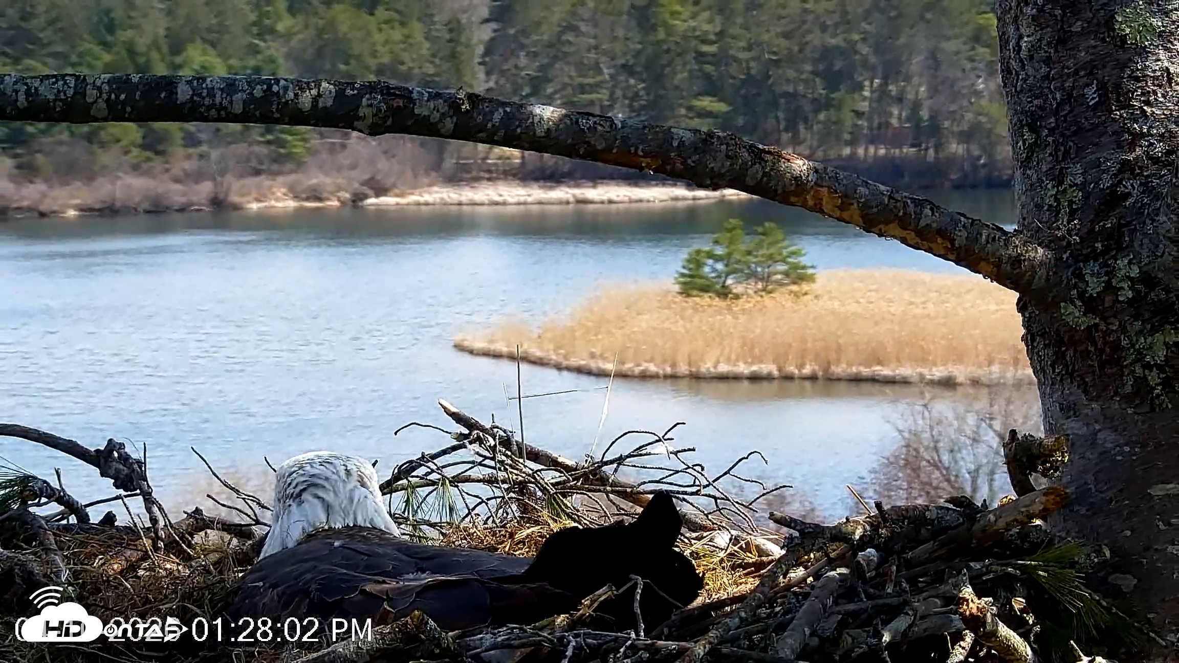 Snapshot of VINS Bald Eagles Nest Live Cams taken Apr 10, 2026, 1:28pm EDT