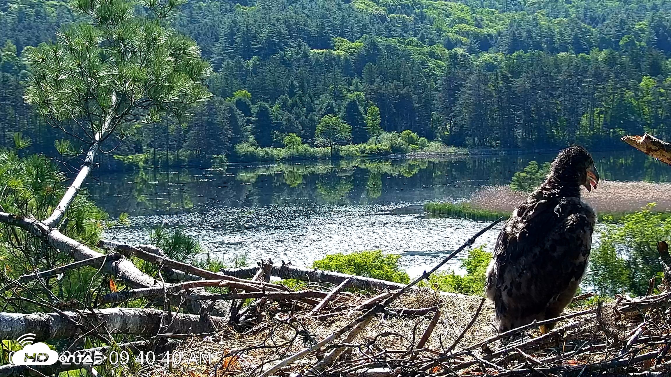 Snapshot of VINS Bald Eagles Nest Live Cams taken Jun 3, 2026, 9:41am EDT