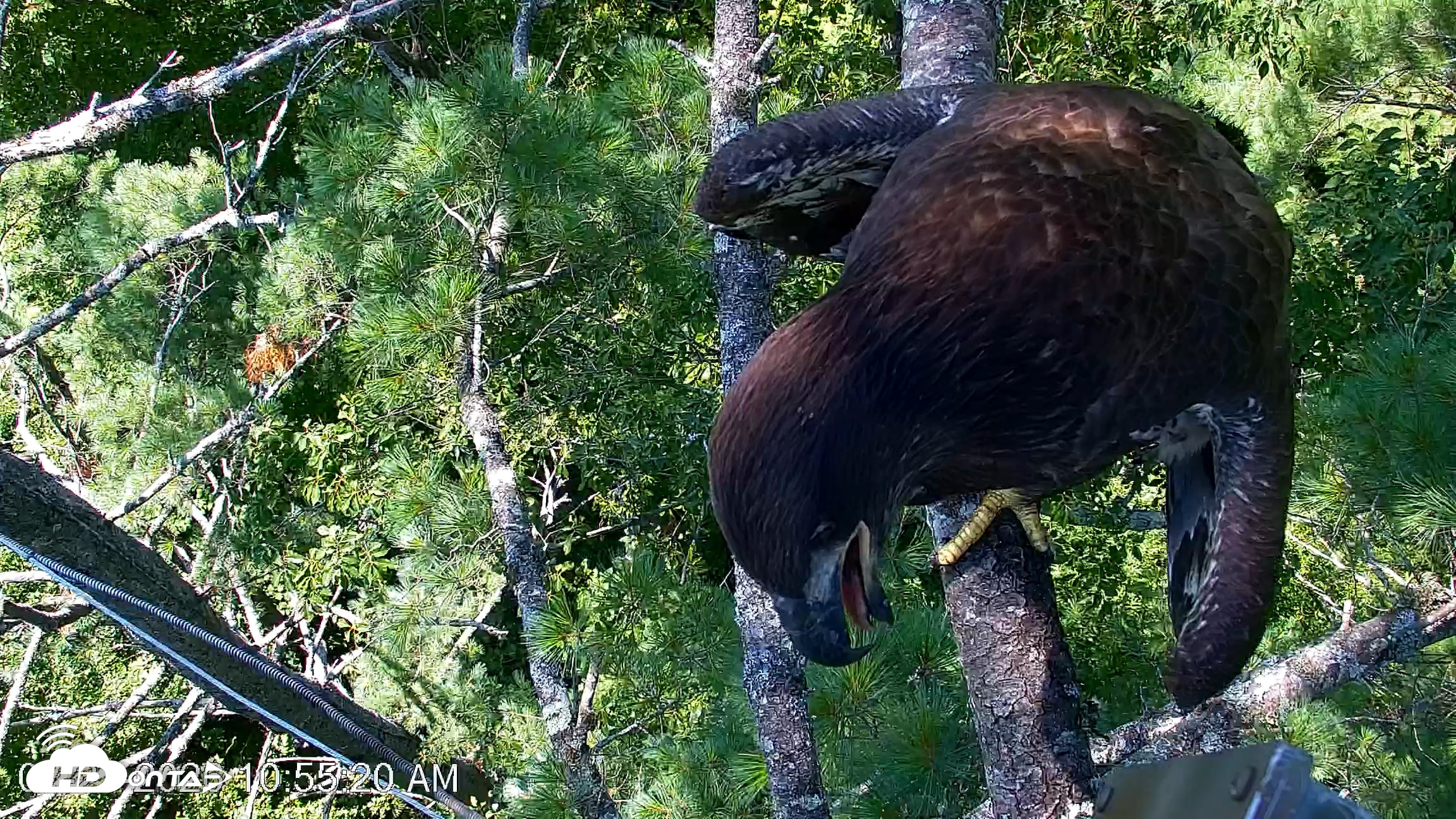 Snapshot of VINS Bald Eagles Nest Live Cams taken Jul 27, 2026, 10:56am EDT