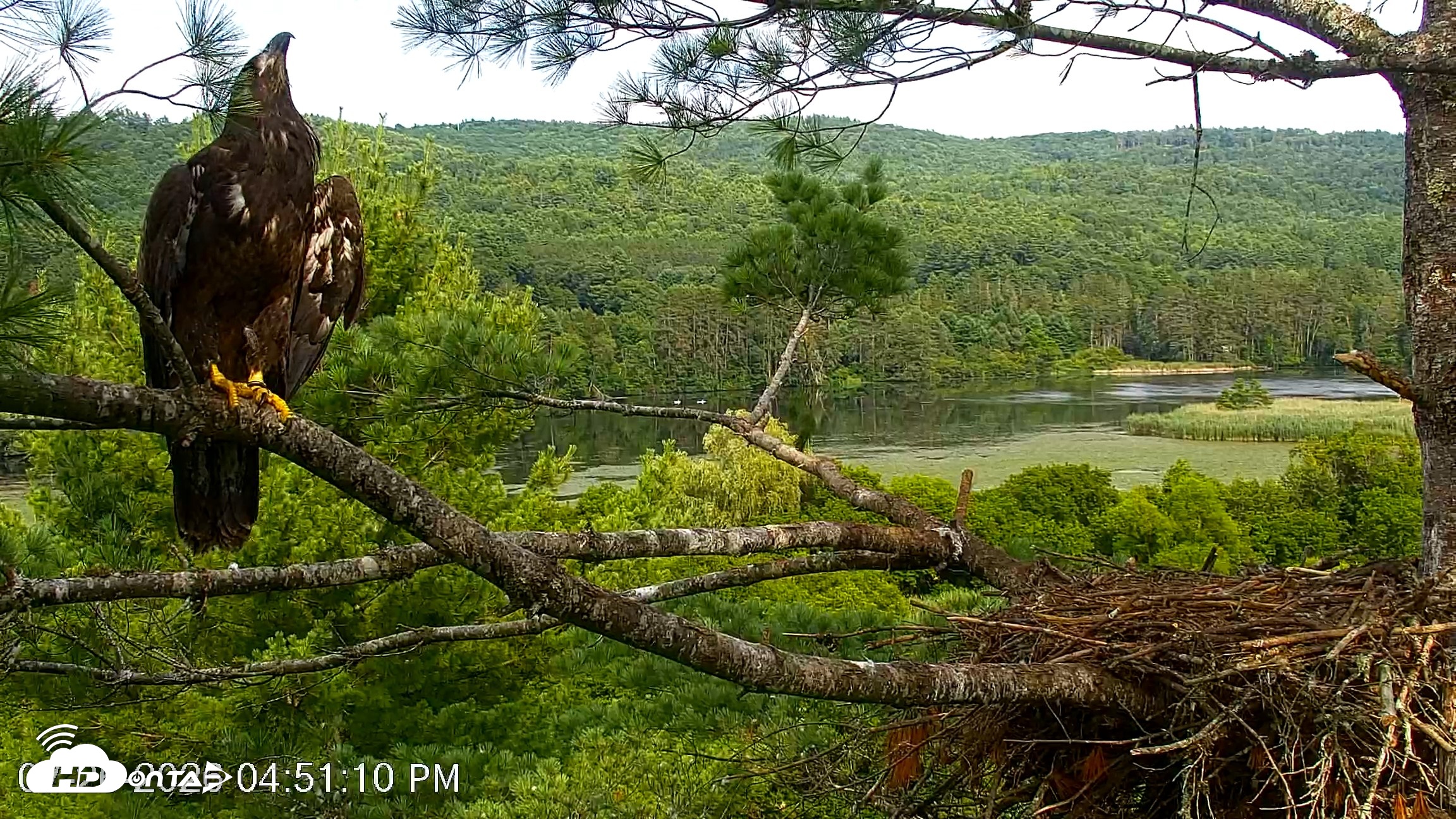 Snapshot of VINS Bald Eagles Nest Live Cams taken Jul 26, 2026, 4:52pm EDT