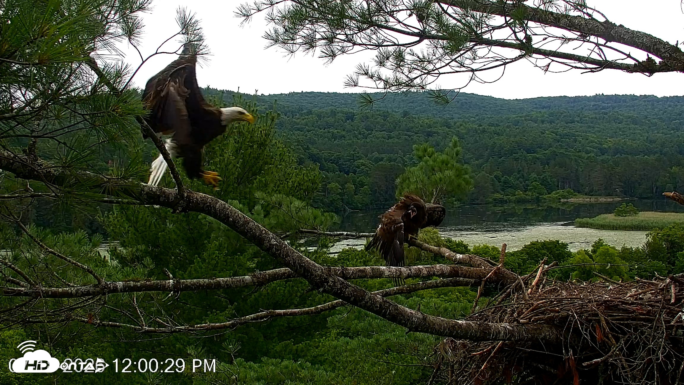 Snapshot of VINS Bald Eagles Nest Live Cams taken Jul 18, 2026, 12:02pm EDT