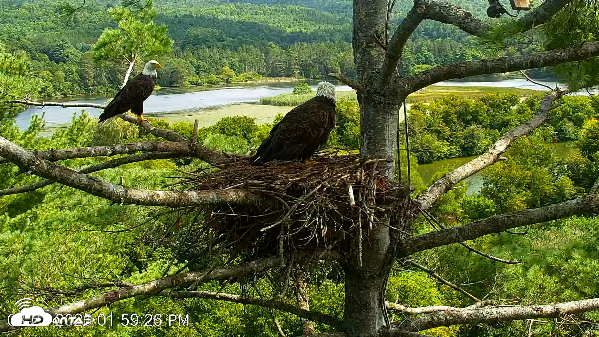 Snapshot of VINS Bald Eagles Nest Live Cams taken Aug 22, 2026, 2:00pm EDT