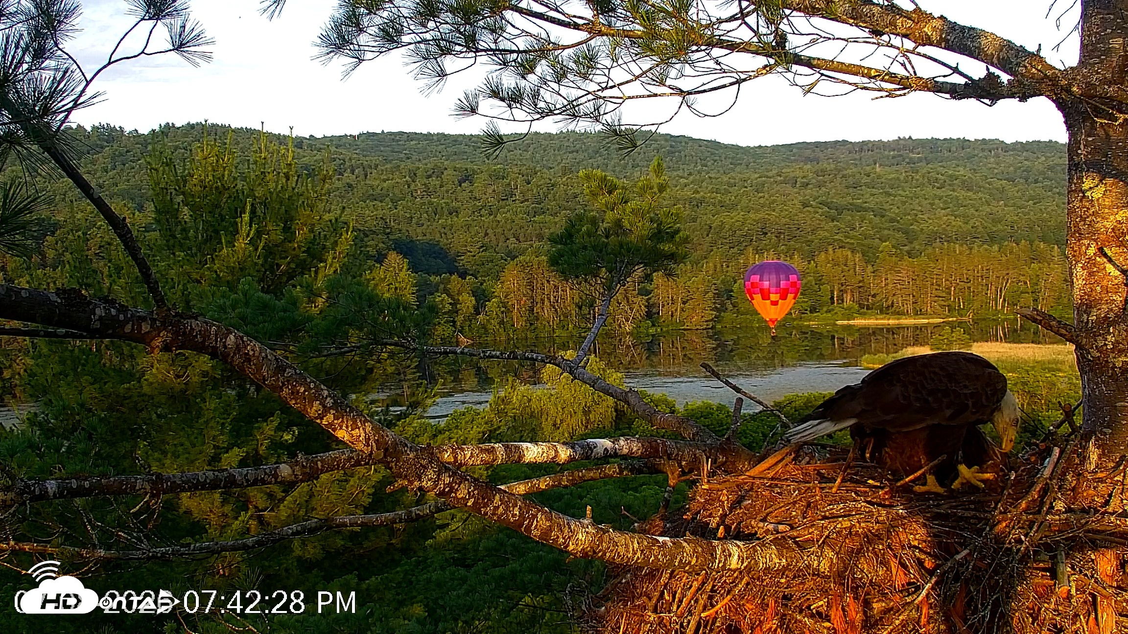 Snapshot of VINS Bald Eagles Nest Live Cams taken Jul 8, 2026, 7:43pm EDT