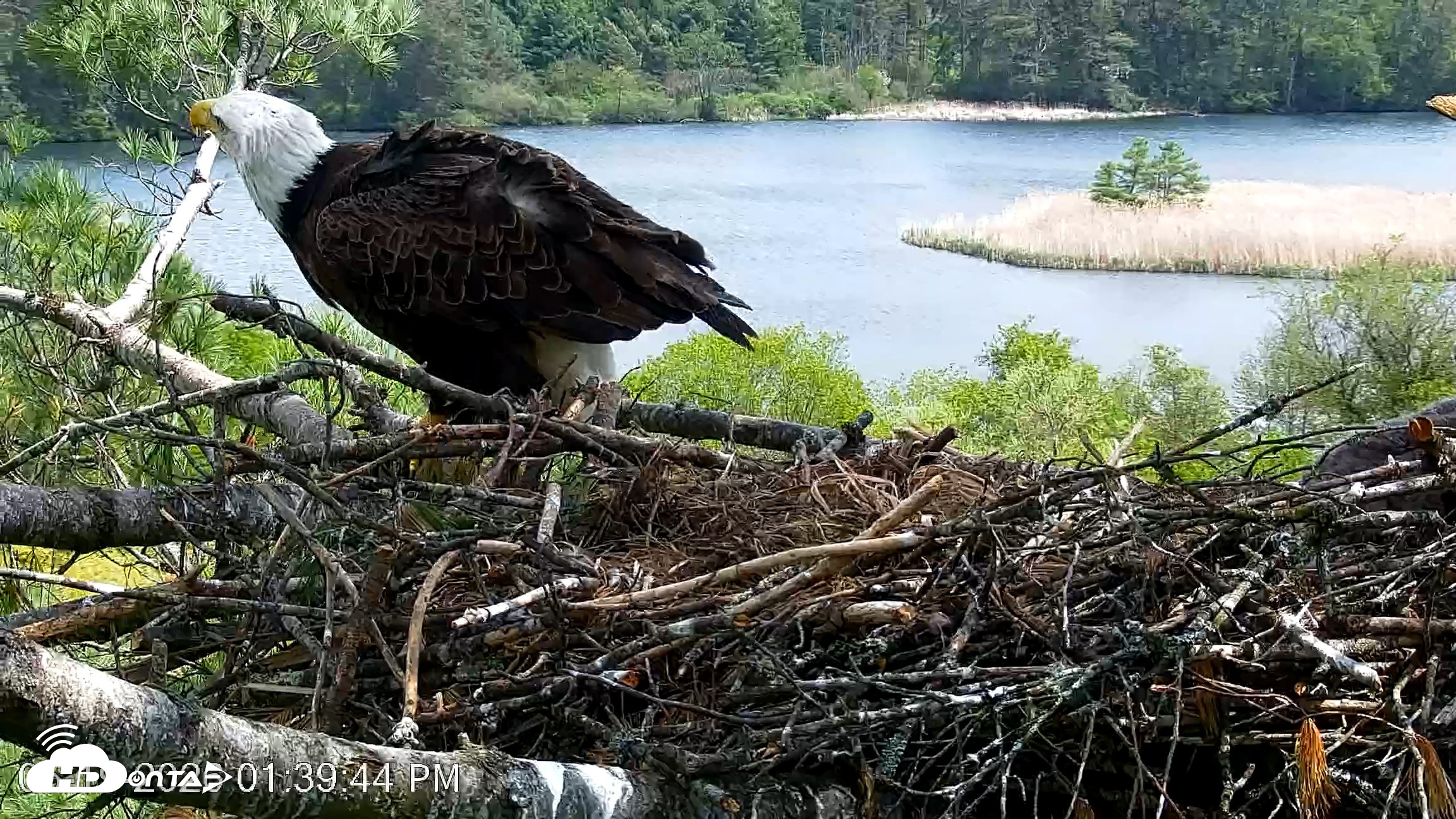 Snapshot of VINS Bald Eagles Nest Live Cams taken May 19, 2026, 1:40pm EDT