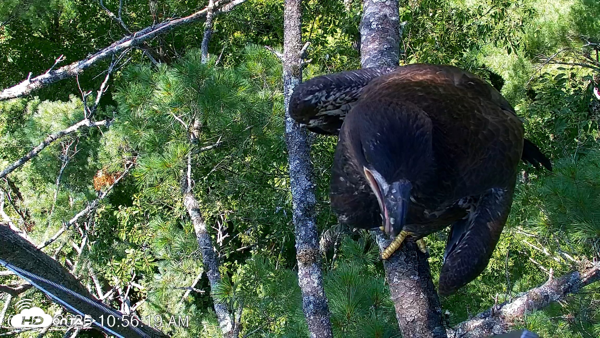 Snapshot of VINS Bald Eagles Nest Live Cams taken Jul 27, 2026, 10:56am EDT
