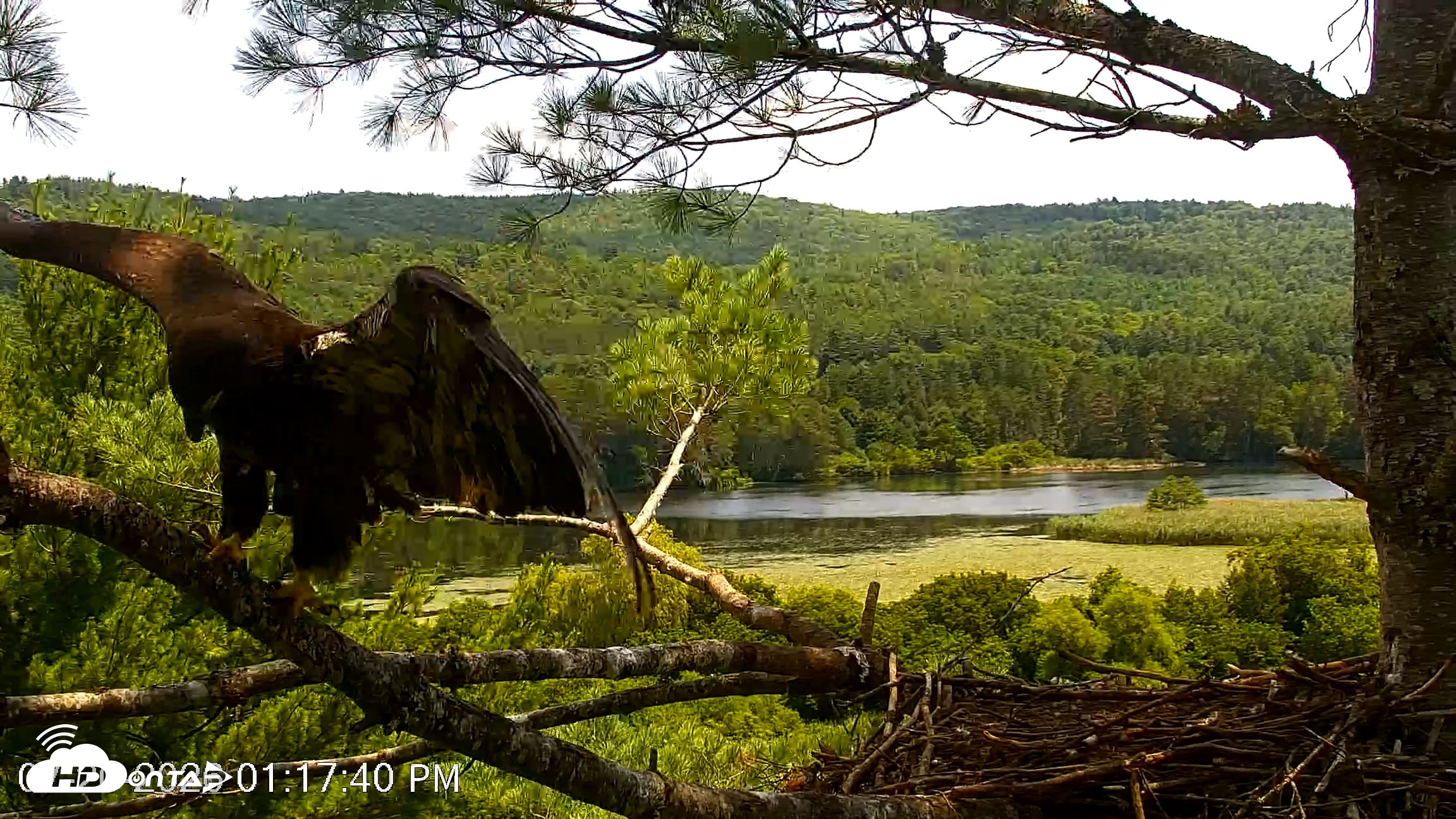 Snapshot of VINS Bald Eagles Nest Live Cams taken Jul 20, 2026, 1:18pm EDT