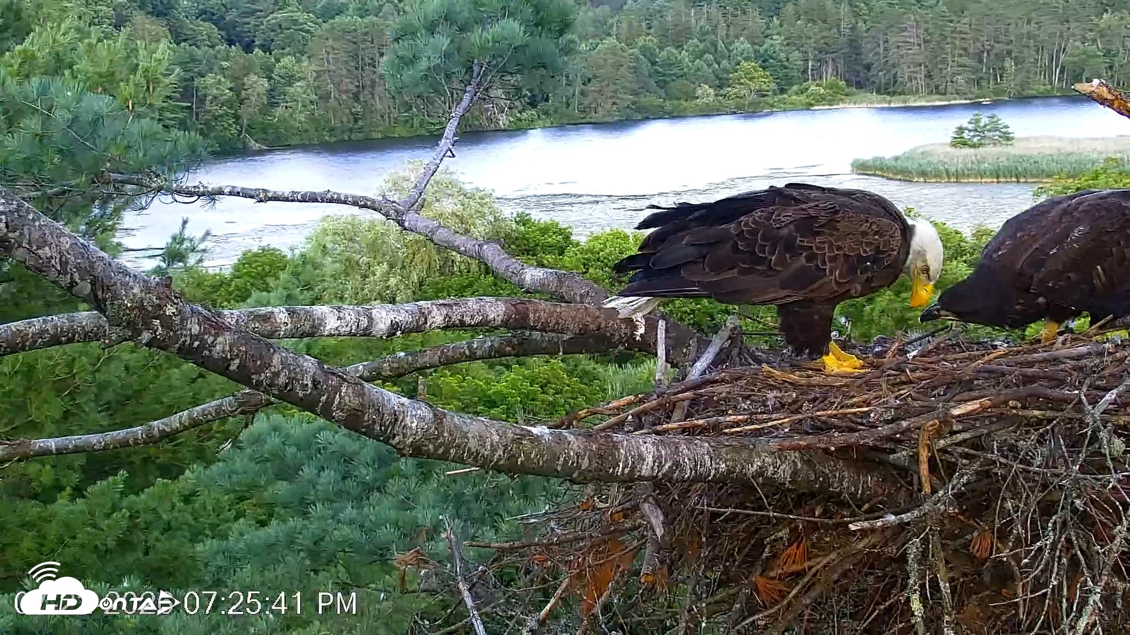 Snapshot of VINS Bald Eagles Nest Live Cams taken Jul 22, 2026, 7:26pm EDT