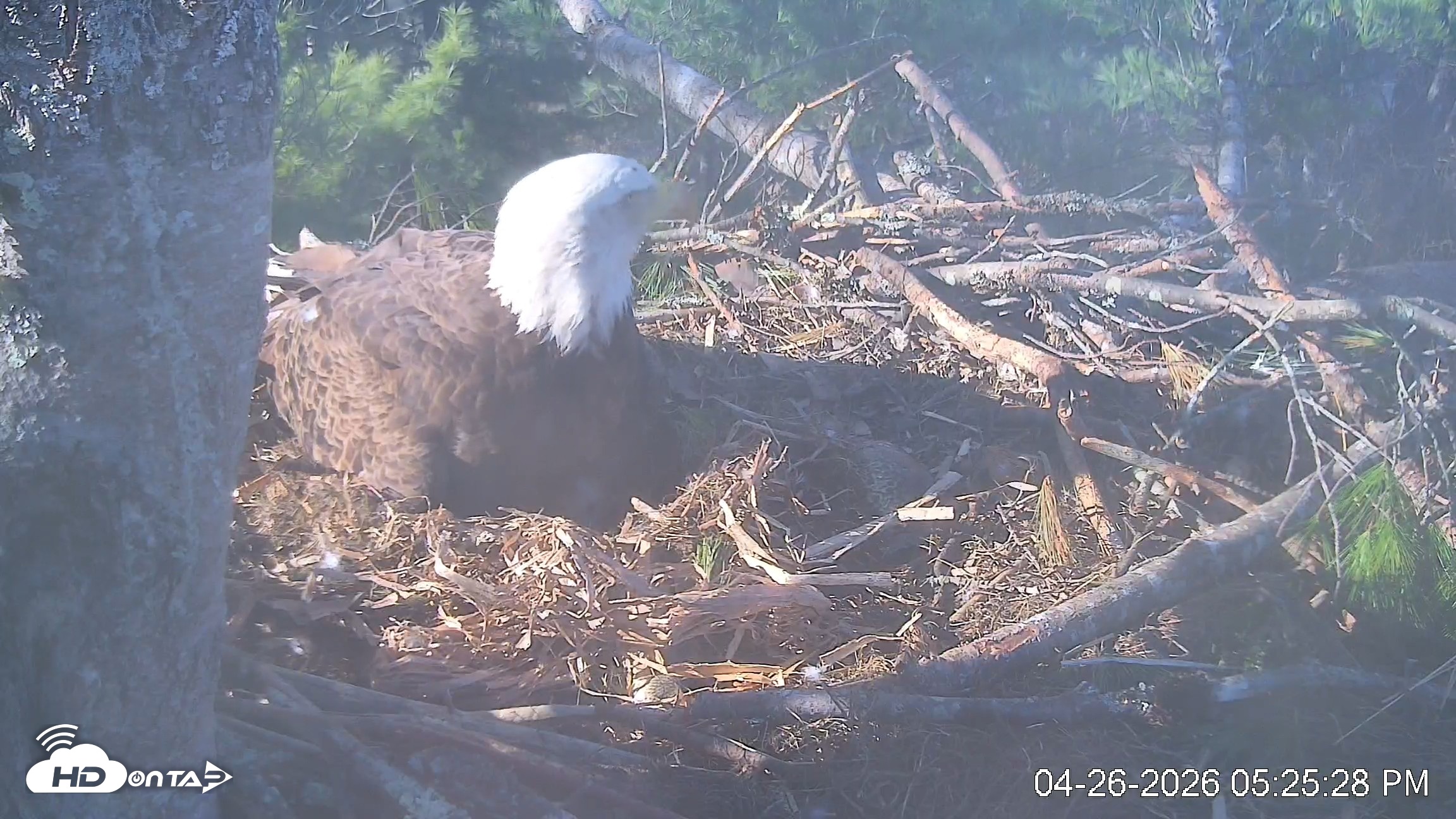 Snapshot of VINS Bald Eagles Nest Live Cams taken Apr 26, 2026, 5:26pm EDT