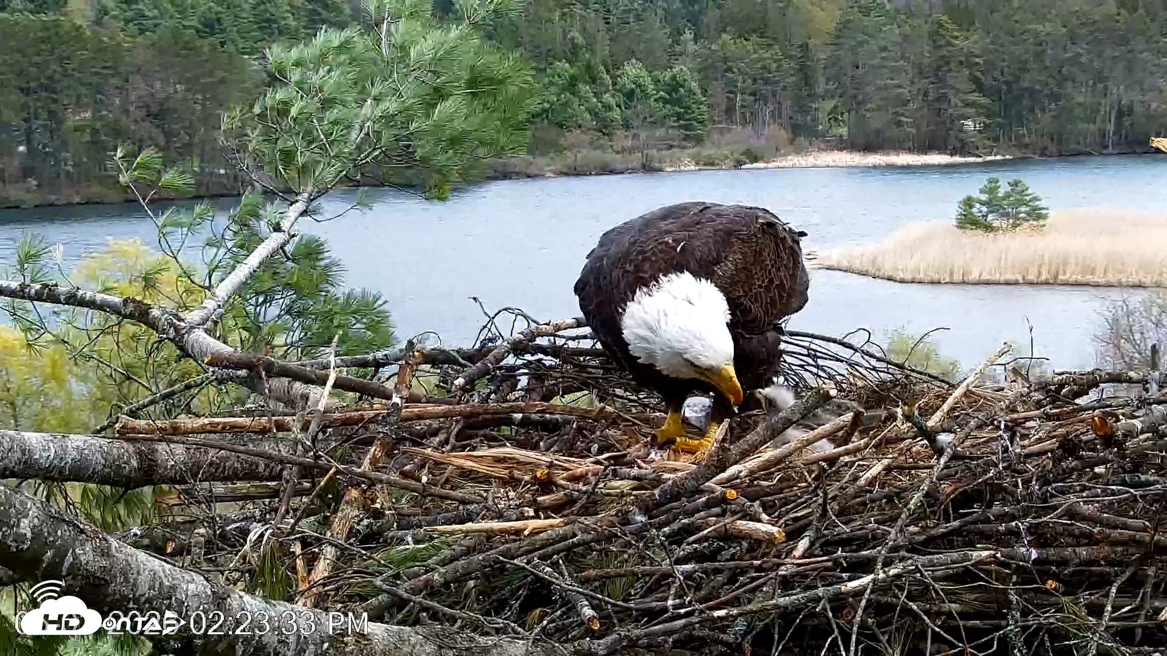 Snapshot of VINS Bald Eagles Nest Live Cams taken May 3, 2026, 2:24pm EDT