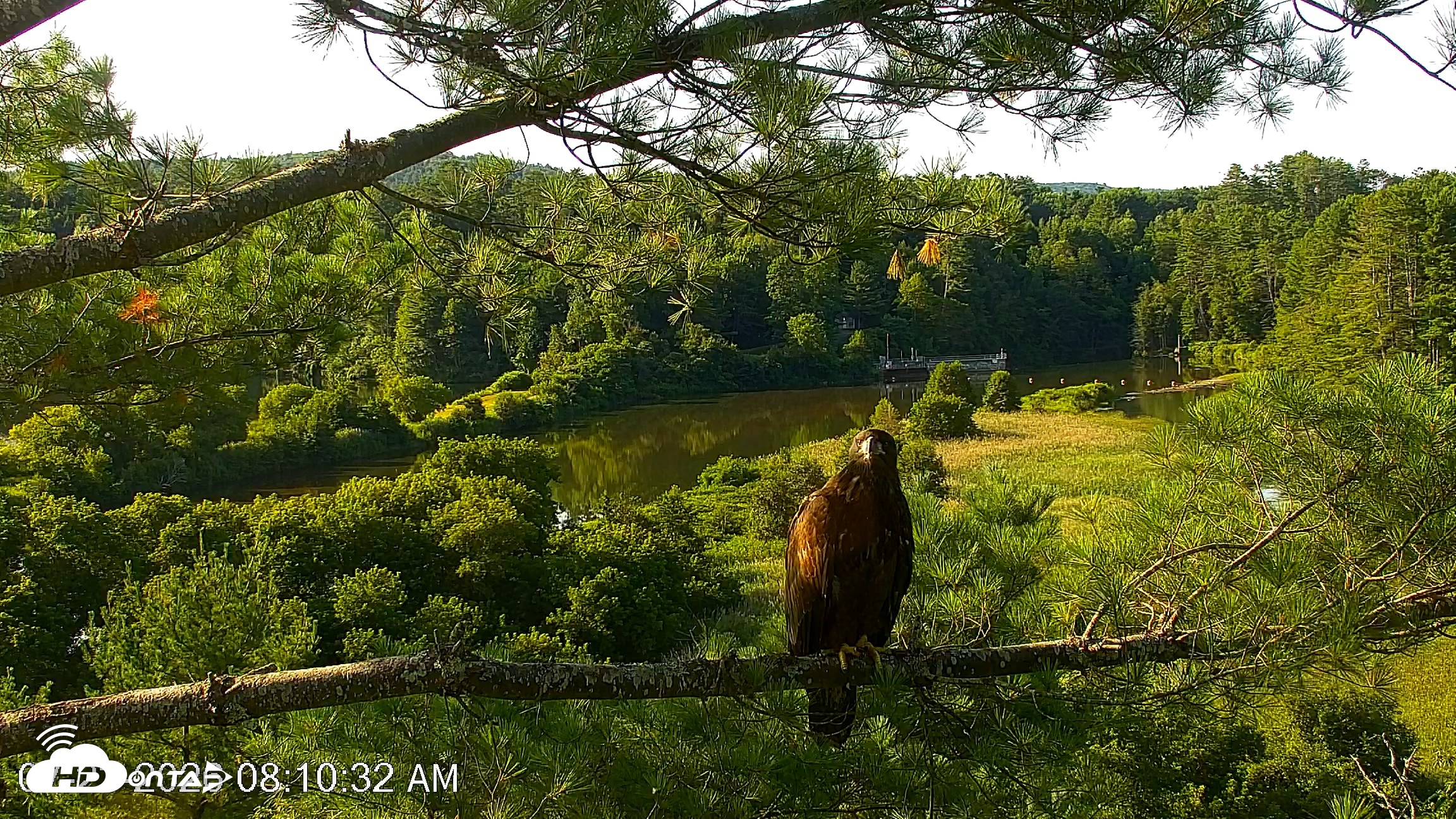 Snapshot of VINS Bald Eagles Nest Live Cams taken Jul 23, 2026, 8:11am EDT