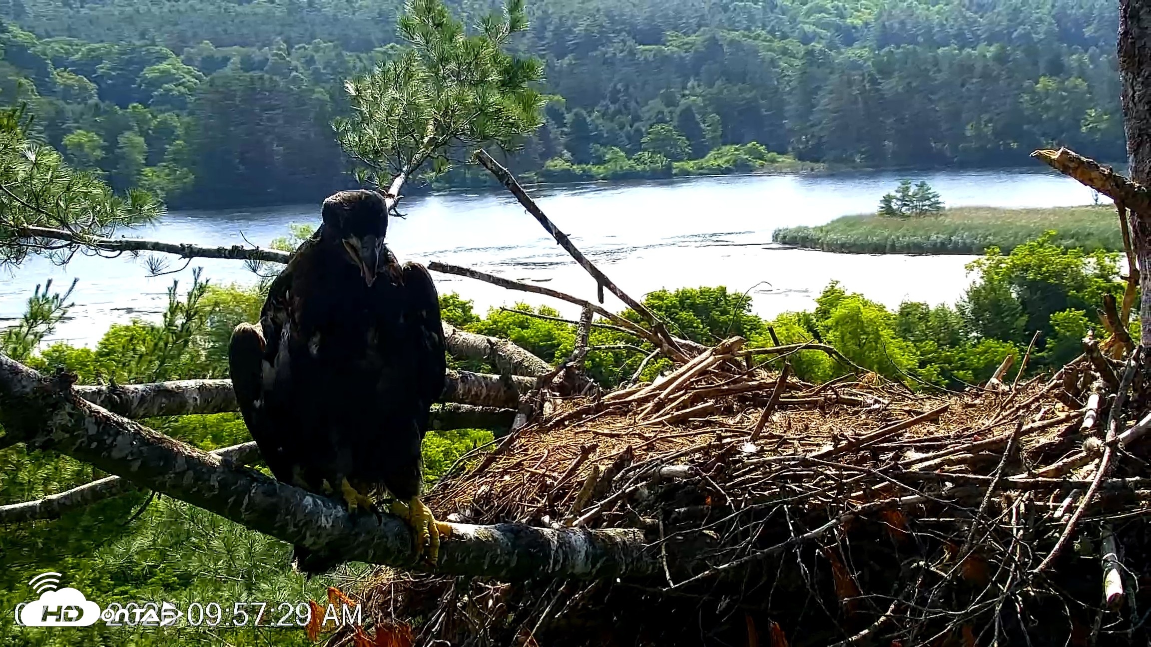 Snapshot of VINS Bald Eagles Nest Live Cams taken Jul 3, 2026, 9:58am EDT