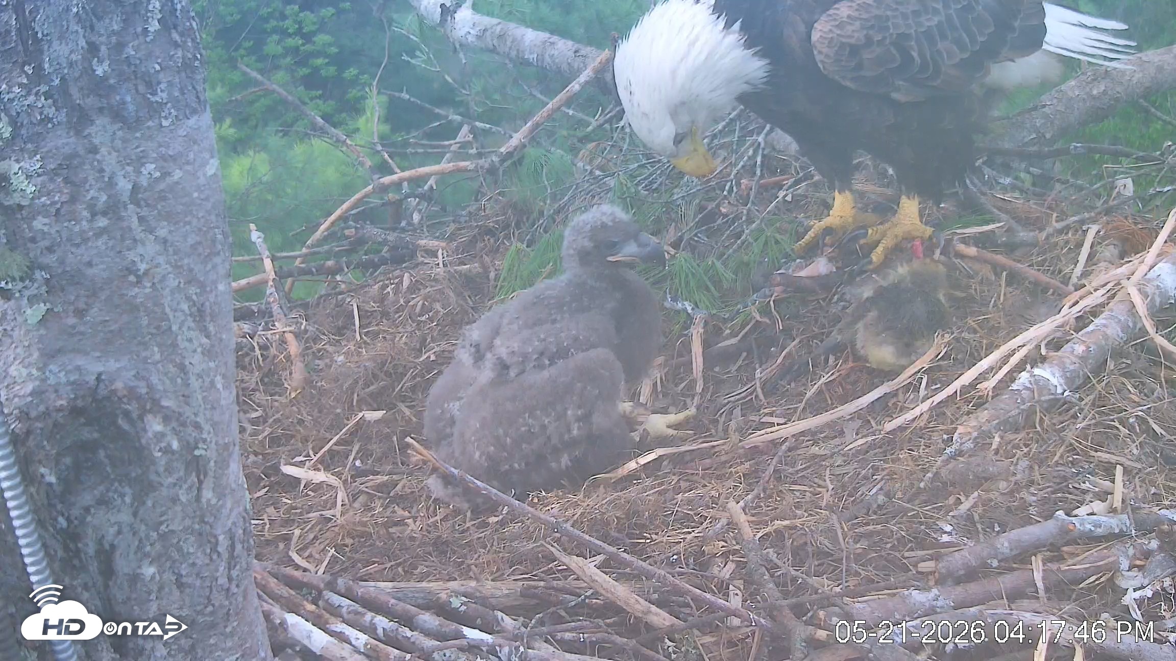Snapshot of VINS Bald Eagles Nest Live Cams taken May 21, 2026, 4:18pm EDT