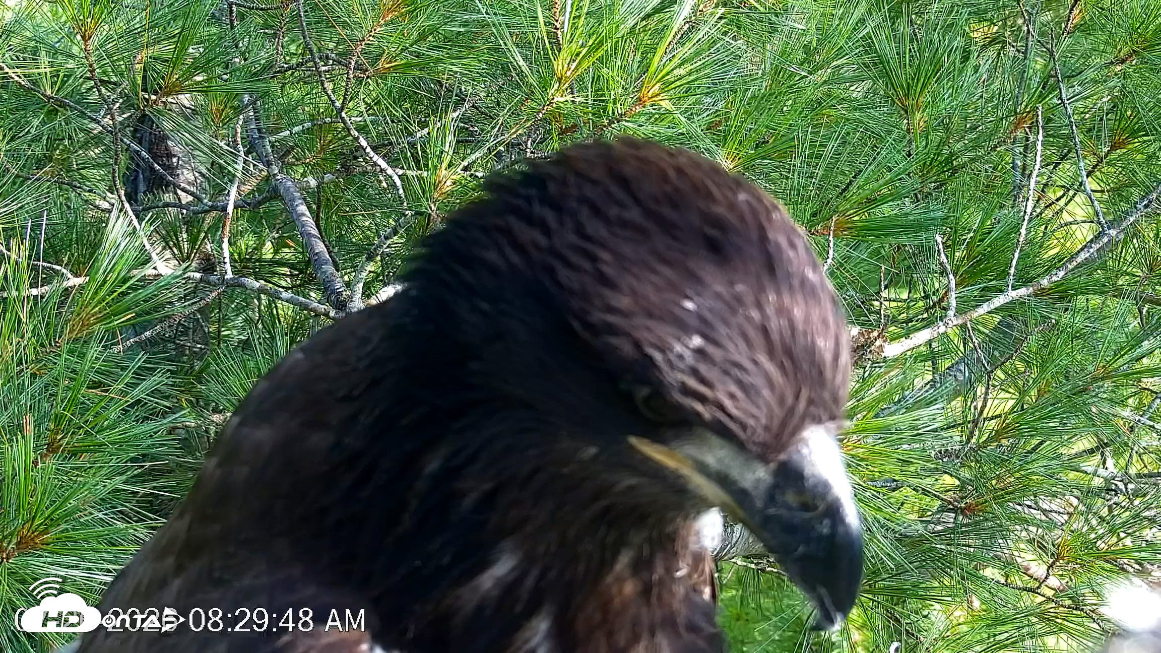 Snapshot of VINS Bald Eagles Nest Live Cams taken Jul 26, 2026, 8:30am EDT