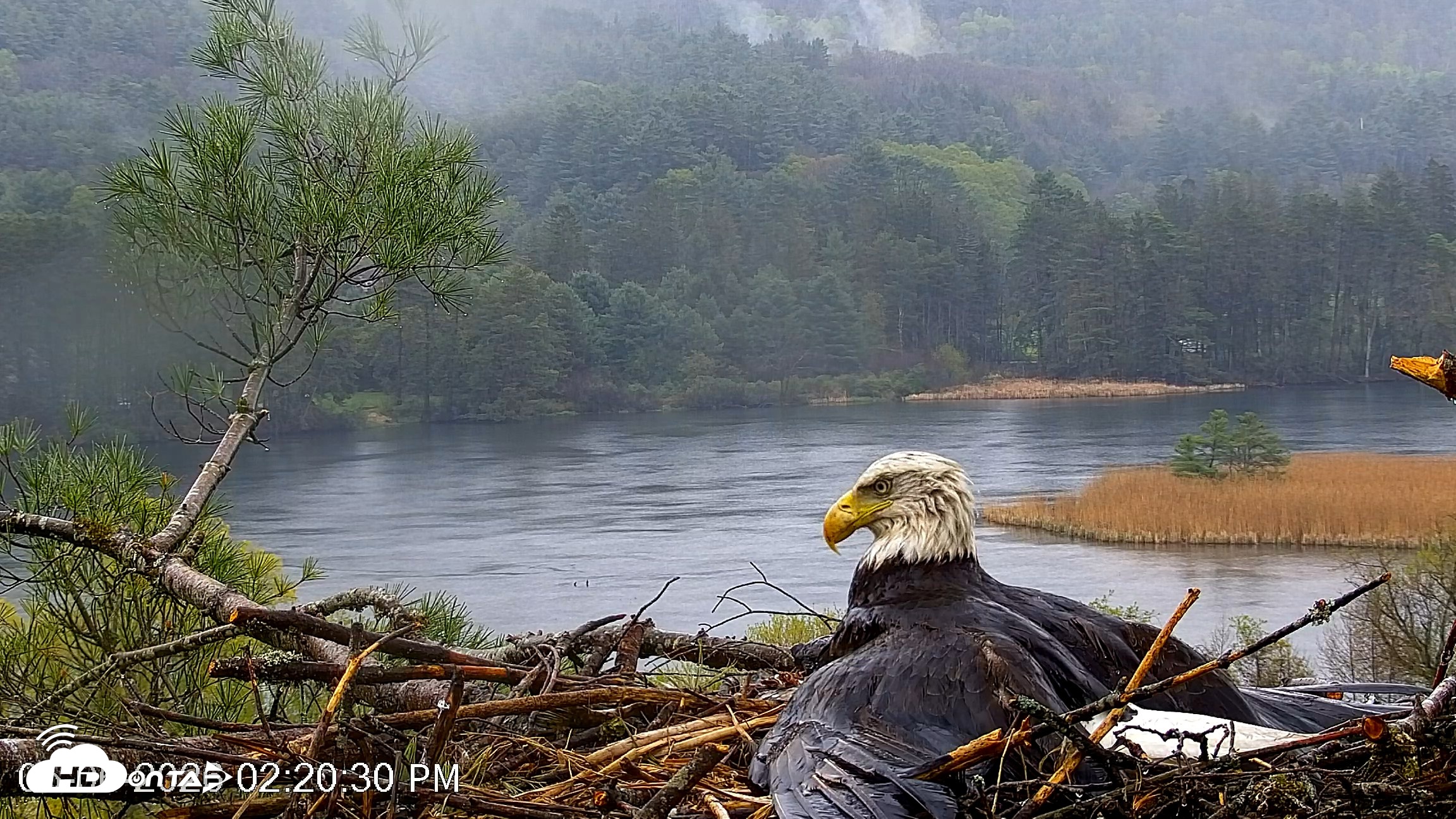Snapshot of VINS Bald Eagles Nest Live Cams taken May 6, 2026, 2:21pm EDT