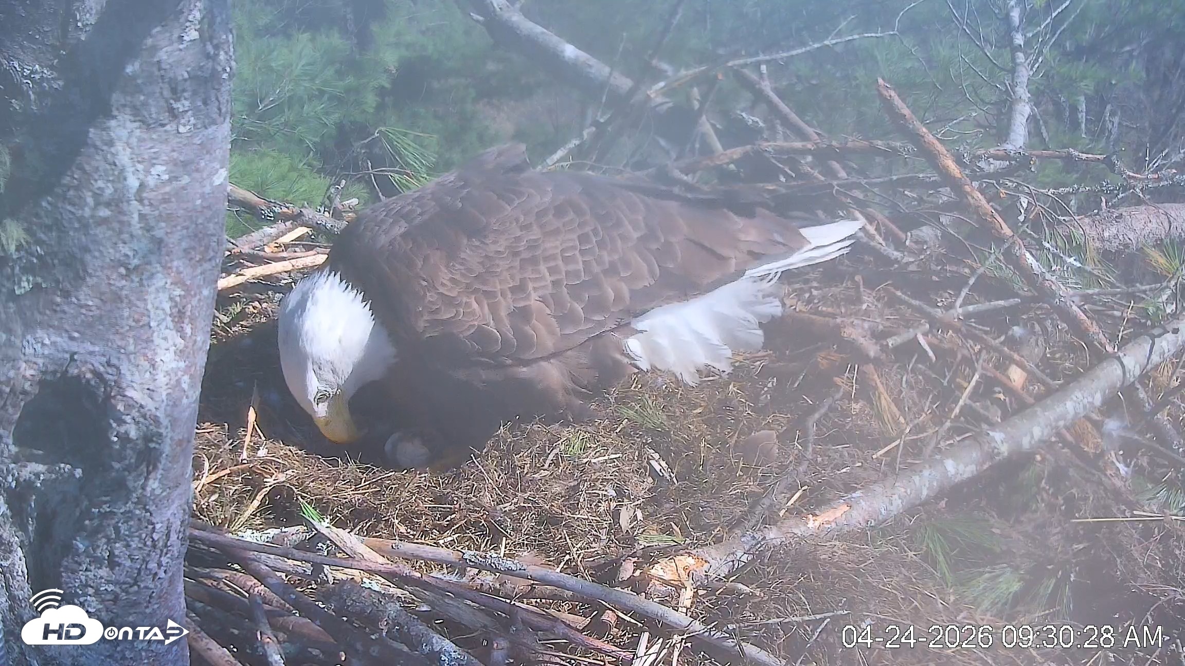 Snapshot of VINS Bald Eagles Nest Live Cams taken Apr 24, 2026, 9:31am EDT