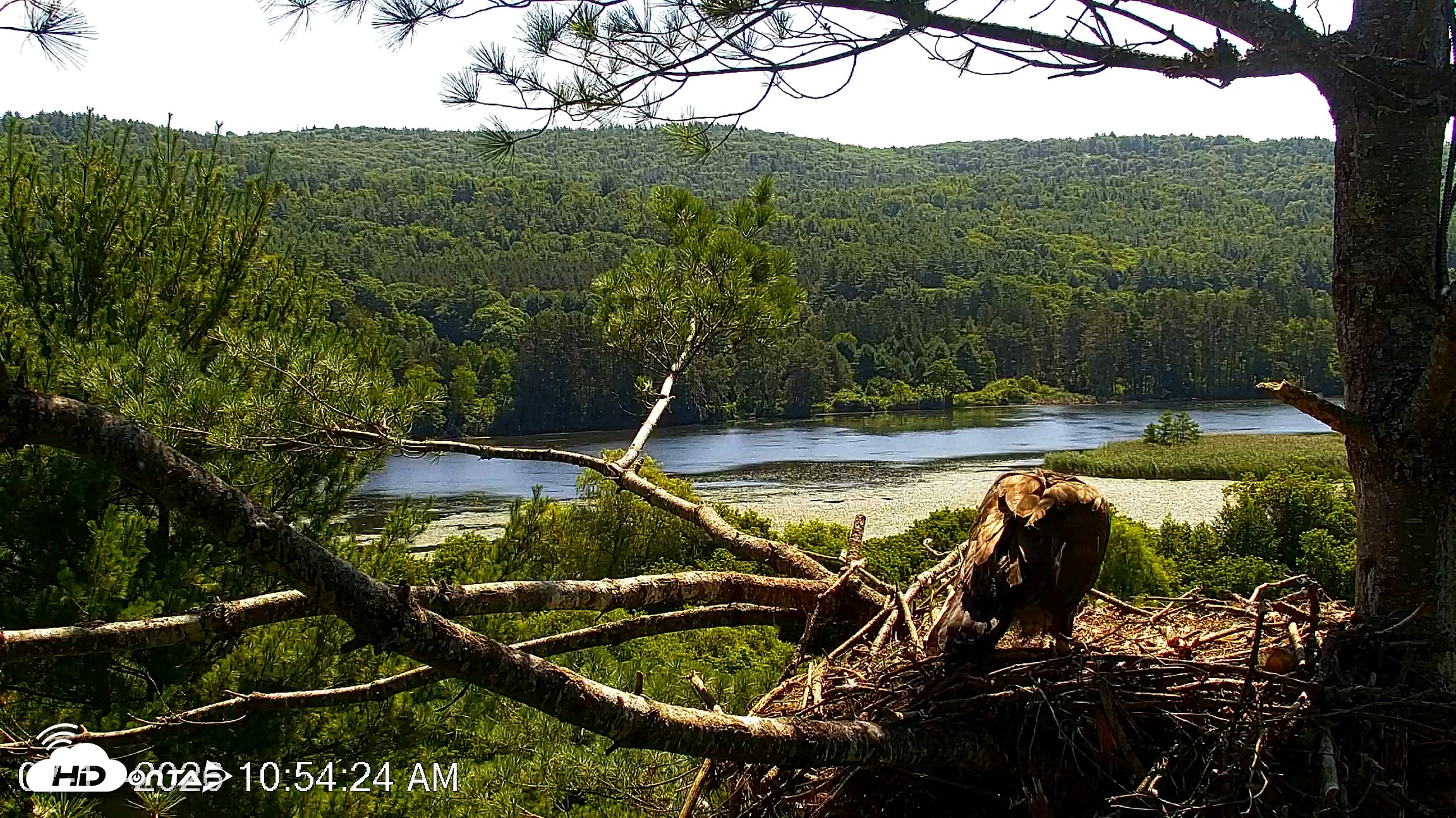 Snapshot of VINS Bald Eagles Nest Live Cams taken Jul 17, 2026, 10:55am EDT