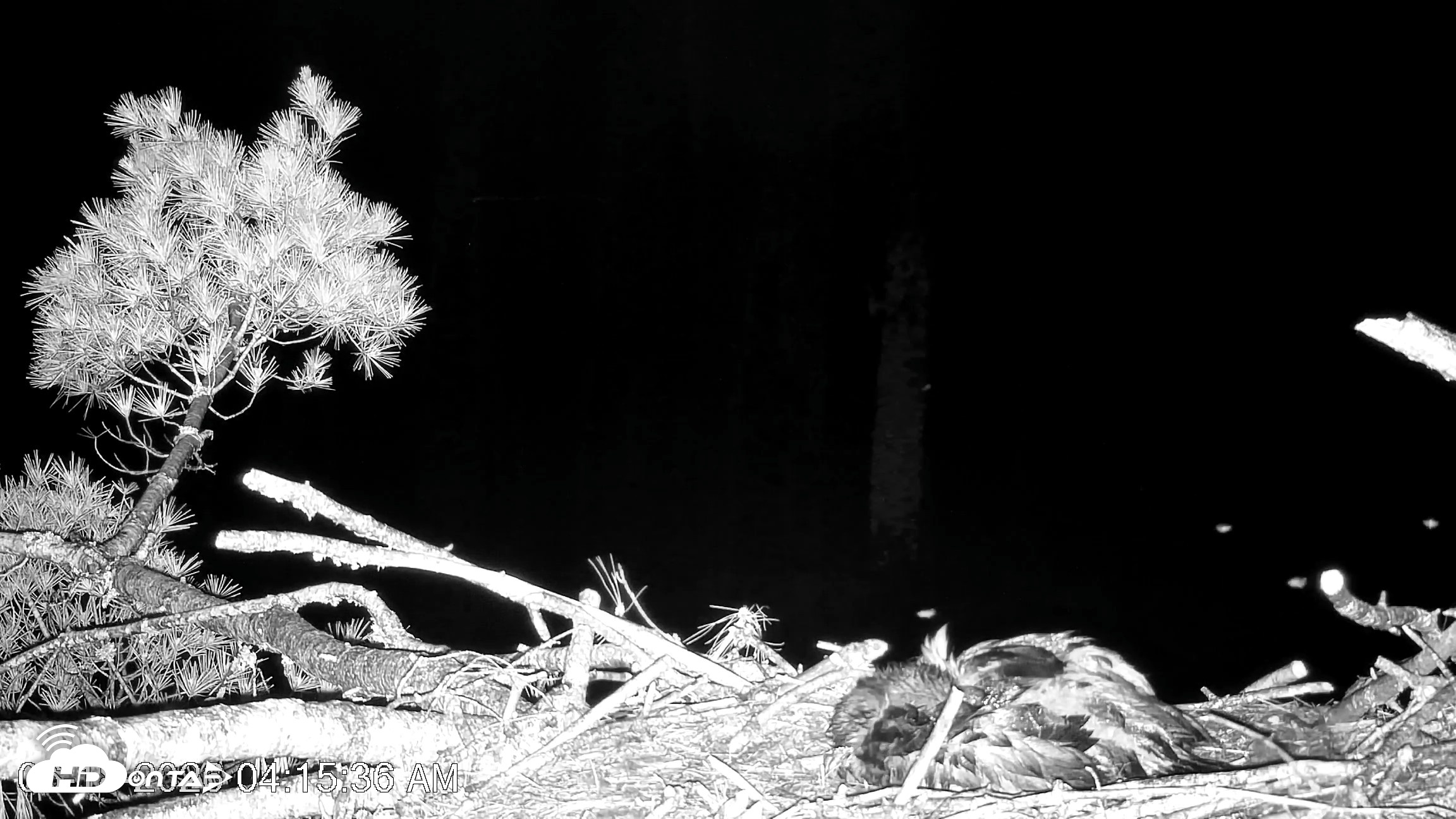 Snapshot of VINS Bald Eagles Nest Live Cams taken Jun 18, 2026, 4:16am EDT