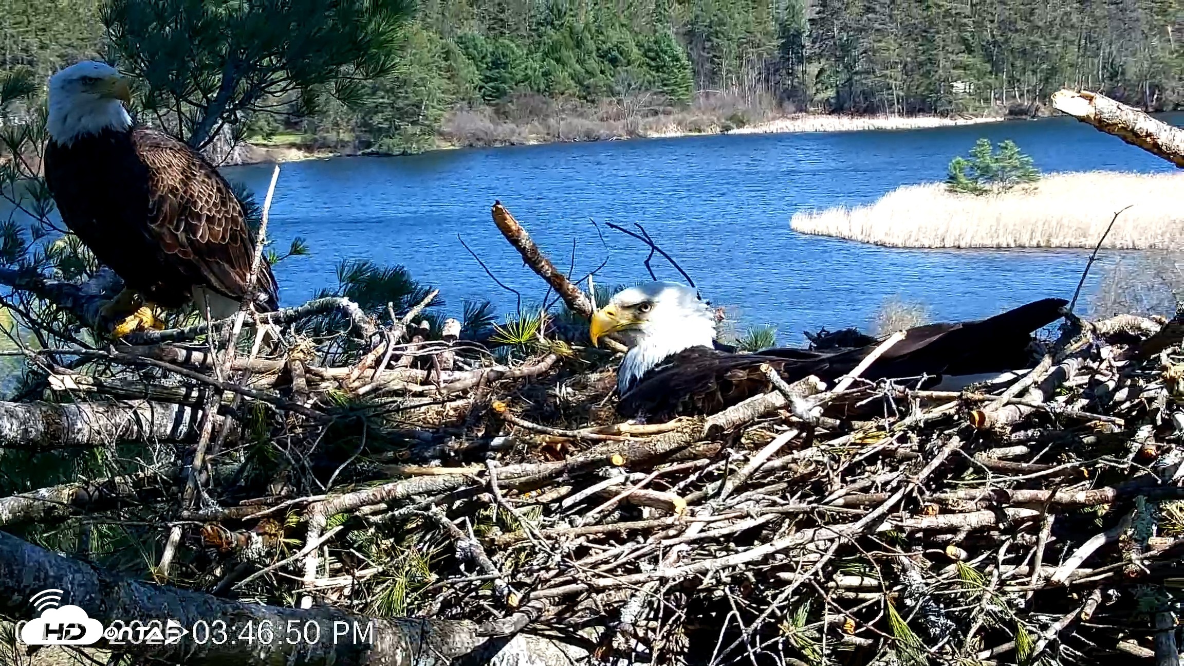 Snapshot of VINS Bald Eagles Nest Live Cams taken Apr 23, 2026, 3:47pm EDT